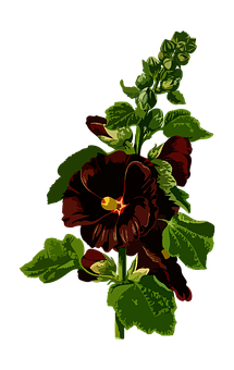 Donkerrooi Pansy Blom Kuns Muurpapier