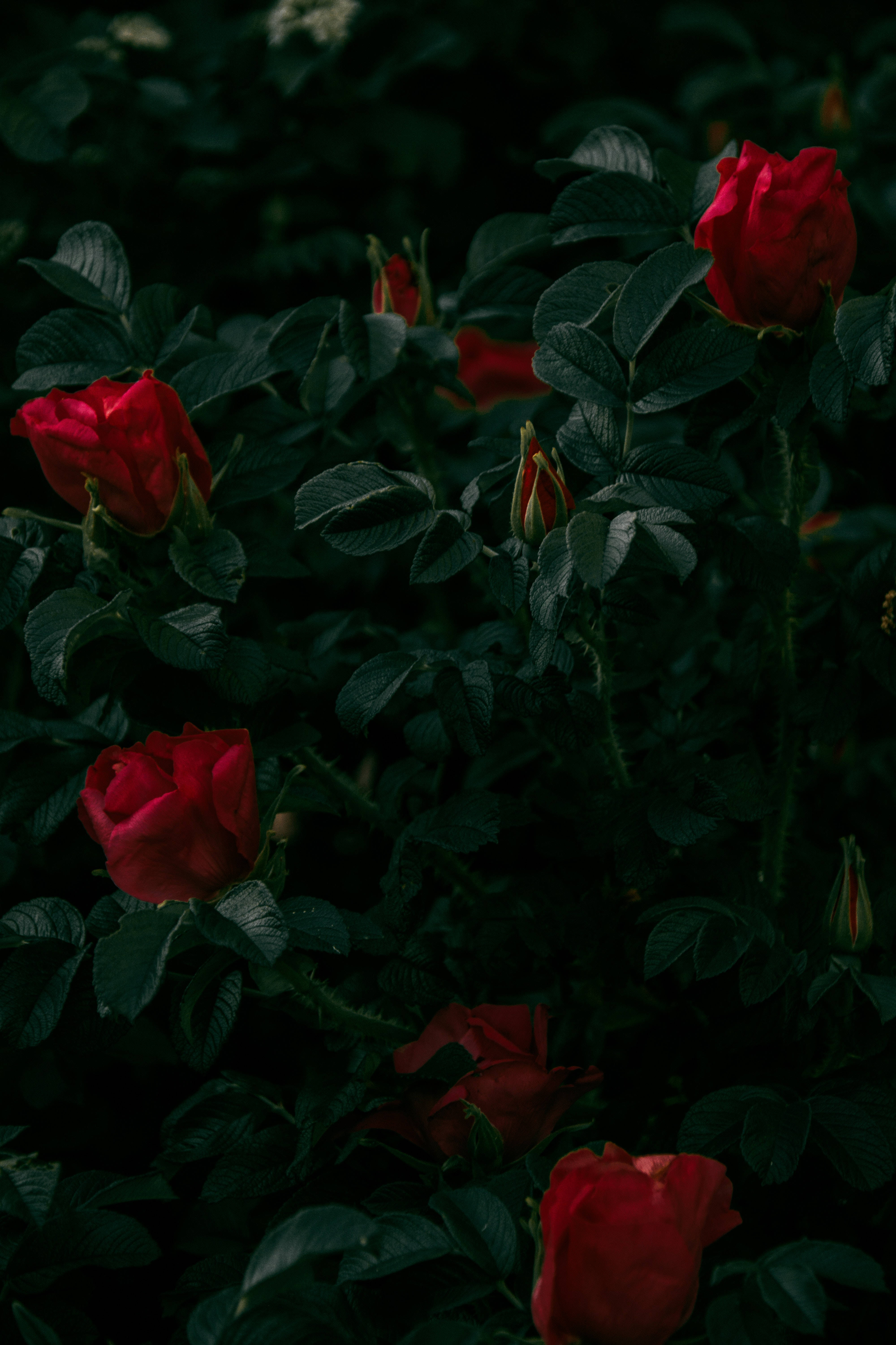 Donkerrooi Rose Muurpapier