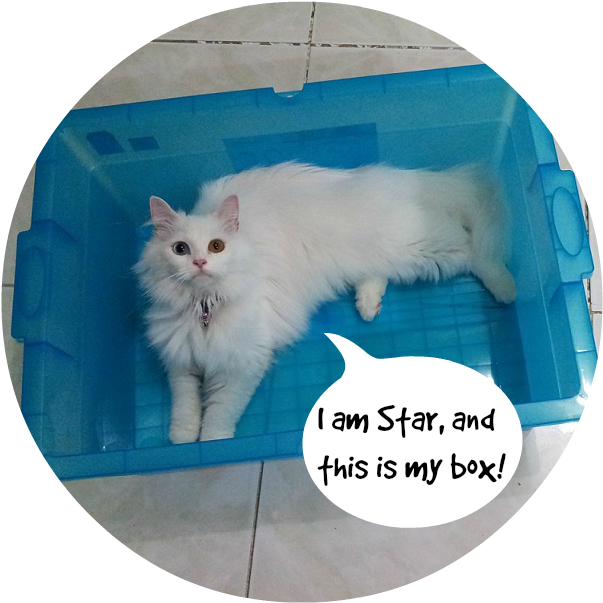 Donserige Wit Kat in Blou Boks Meme Muurpapier
