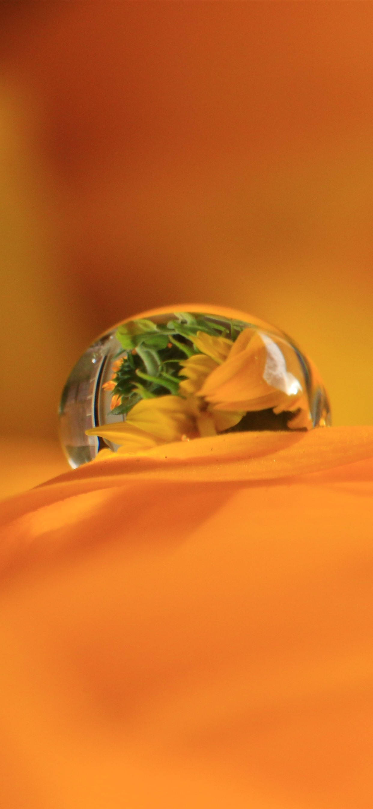 Dou-druppel Op Oranje Blomblaar Muurpapier