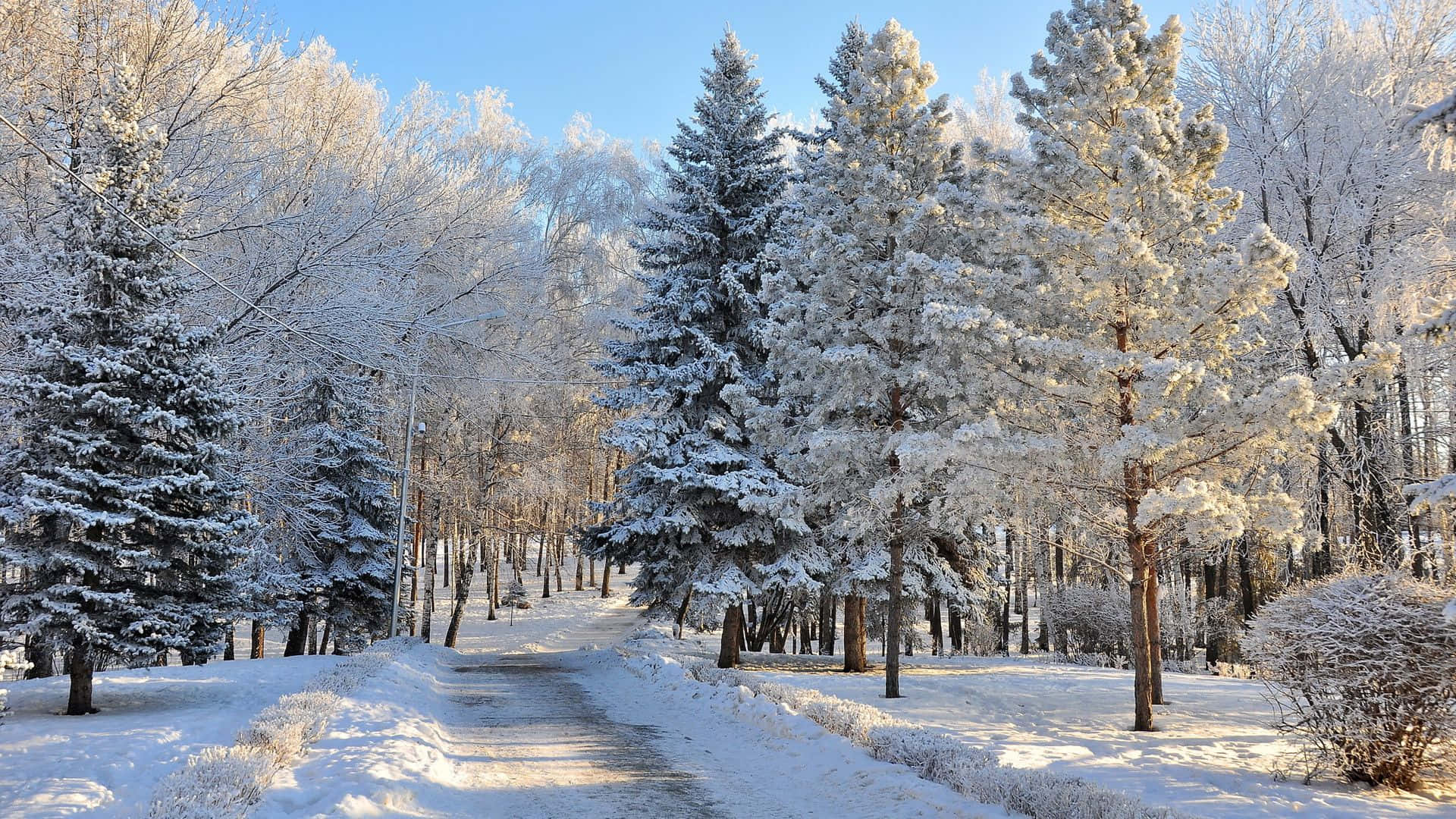 Dowwe Woud Op Winter Wonderland Agtergrond Muurpapier