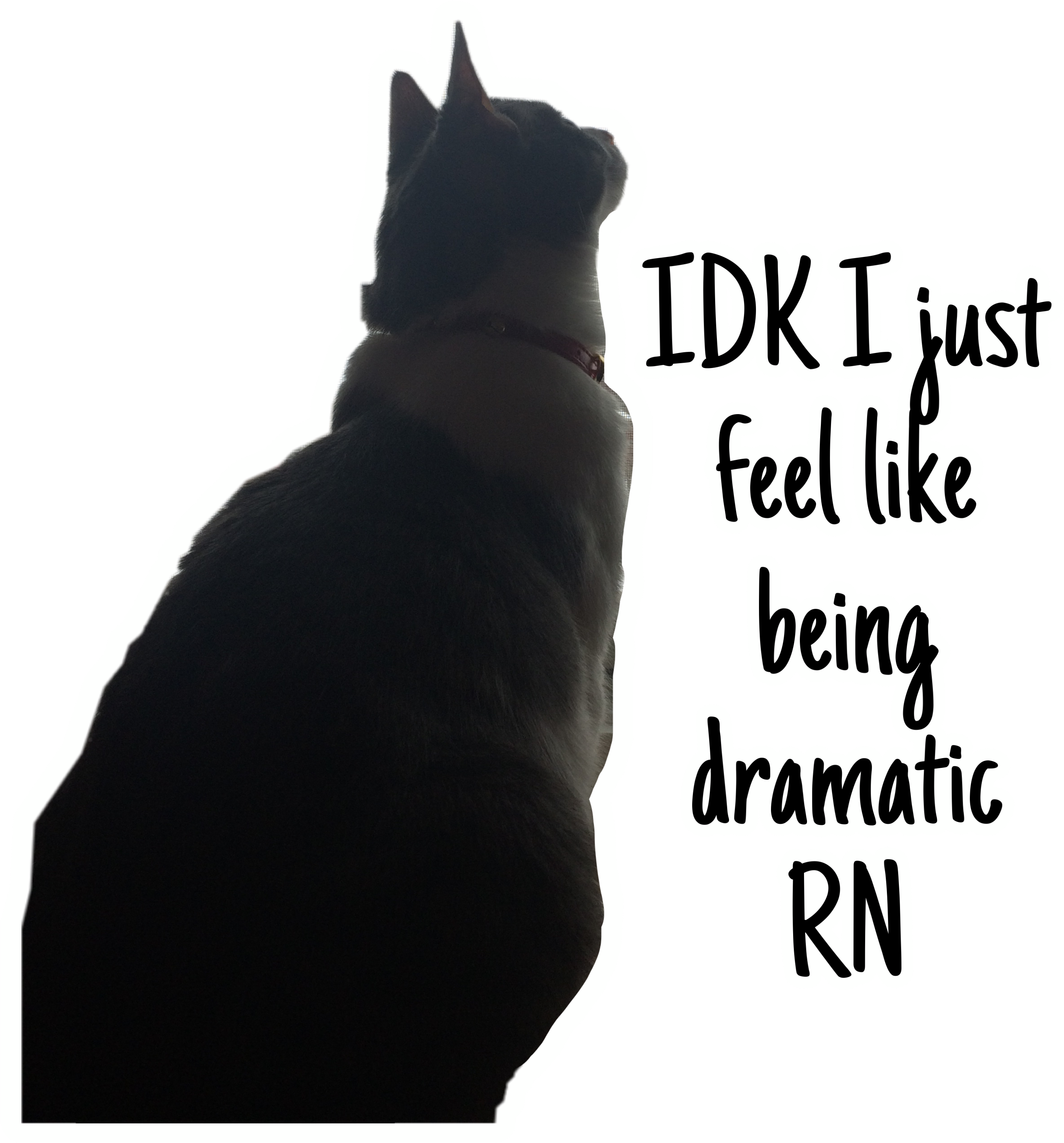 Dramatiese Kat Silhoeët_ Meme Muurpapier