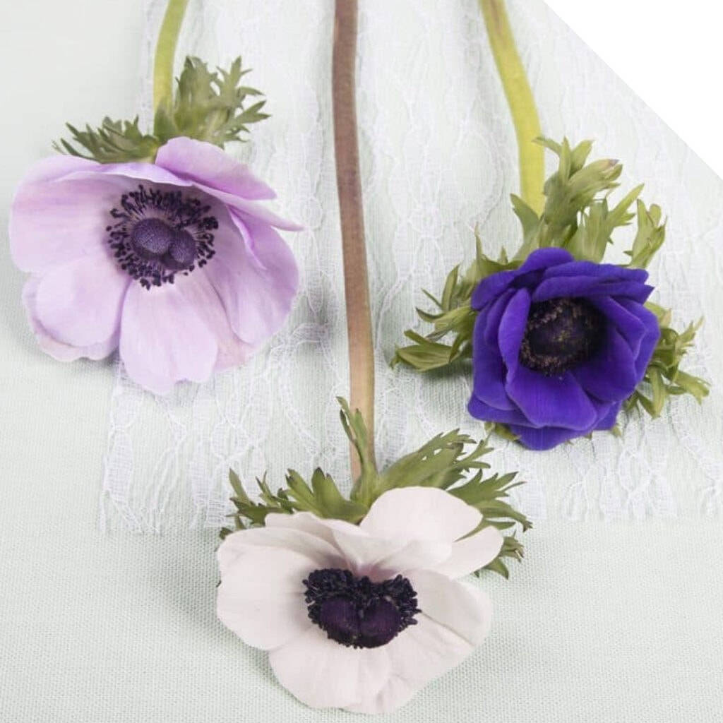 Drie Anemoonblomme Muurpapier