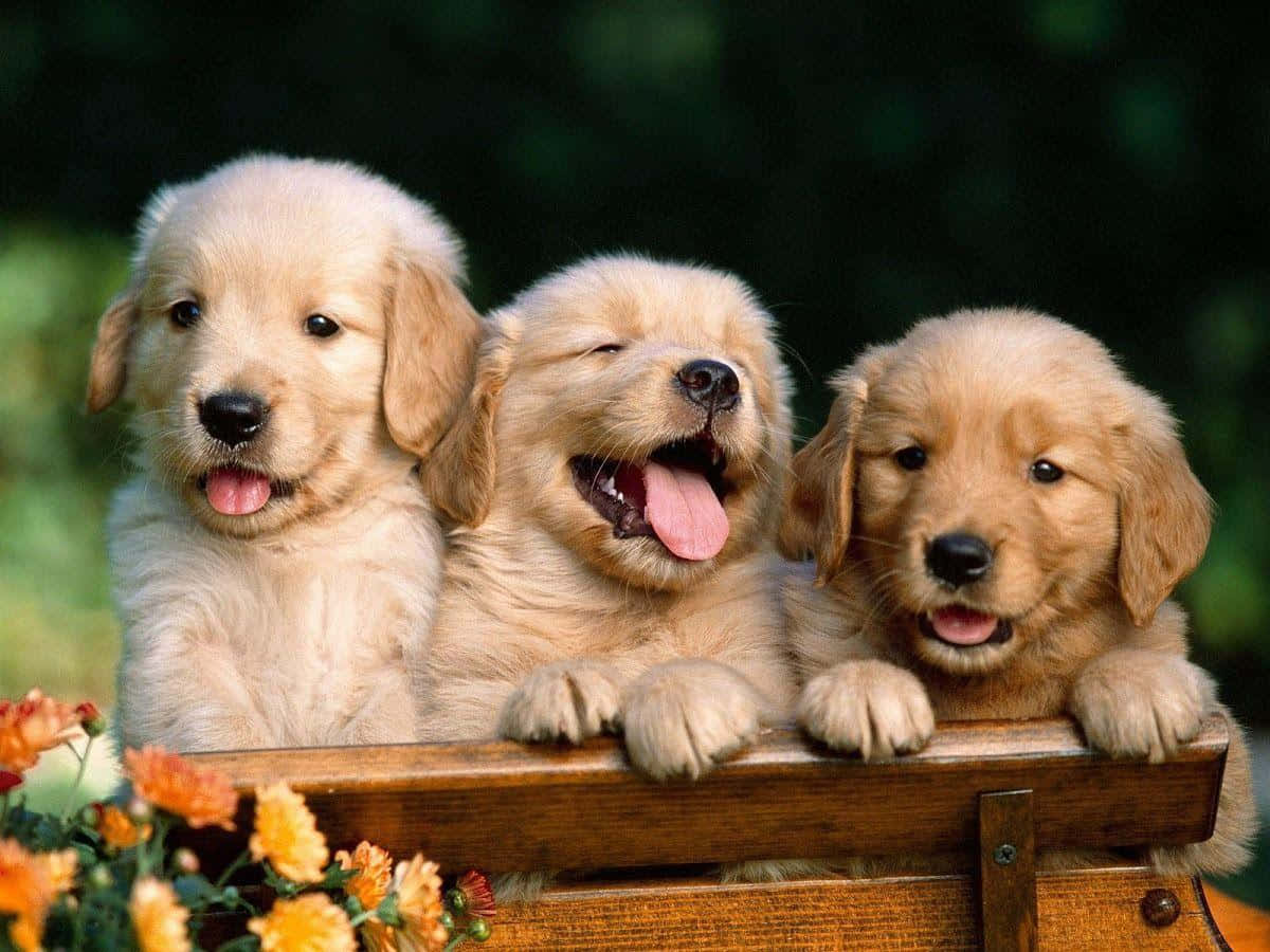 drie goue retrievers wat op 'n houtbank sit Muurpapier