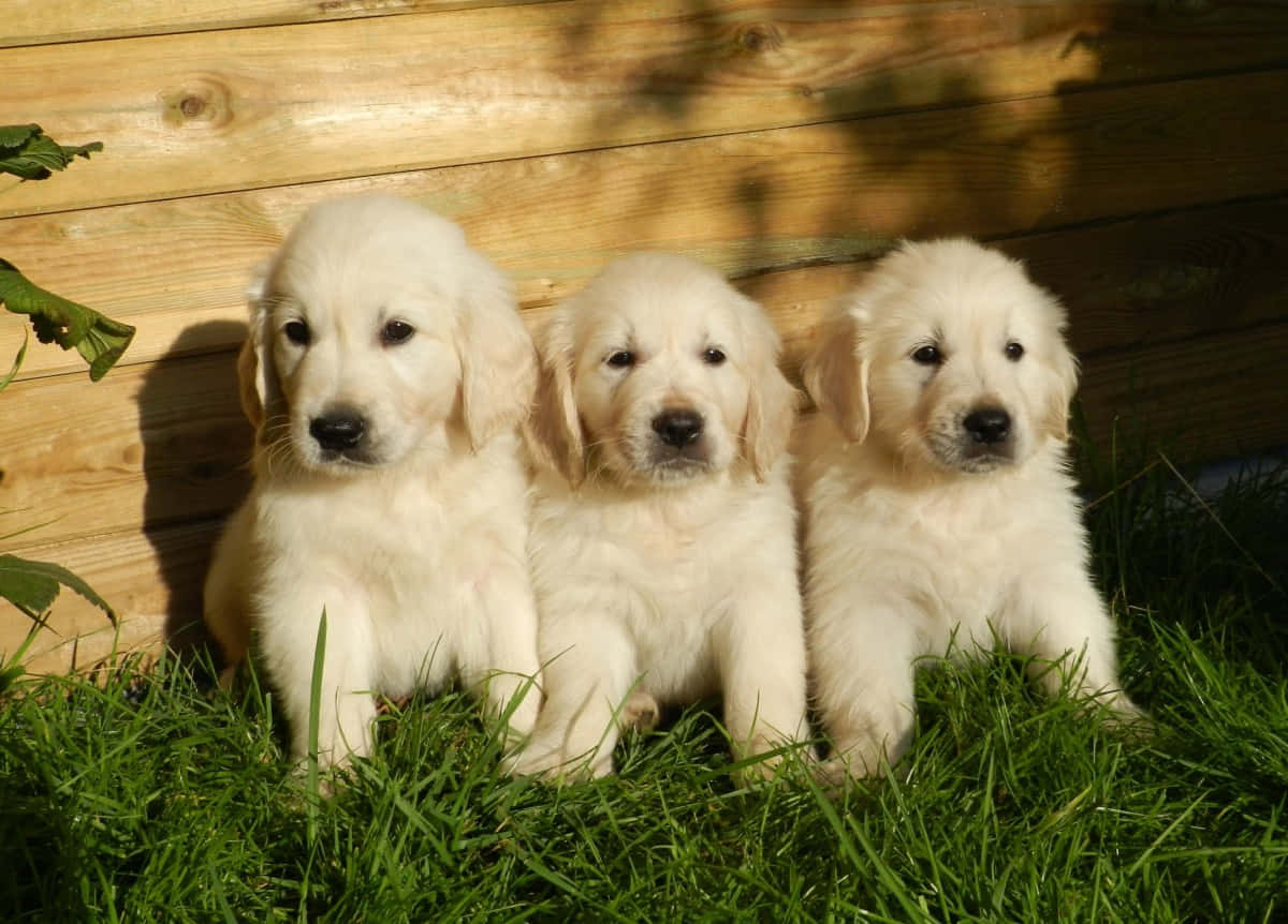 Drie Goue Retriever-hondjies Prent Muurpapier