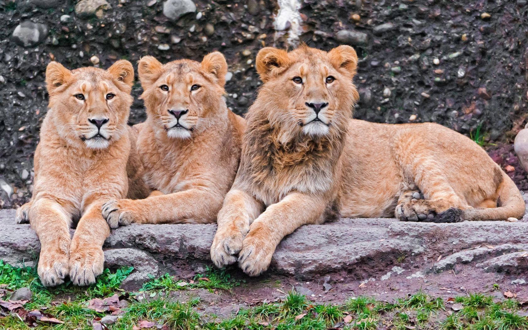 Drie leeus wat langs mekaar op klip sit en na hul omgewing in die wildernis kyk.