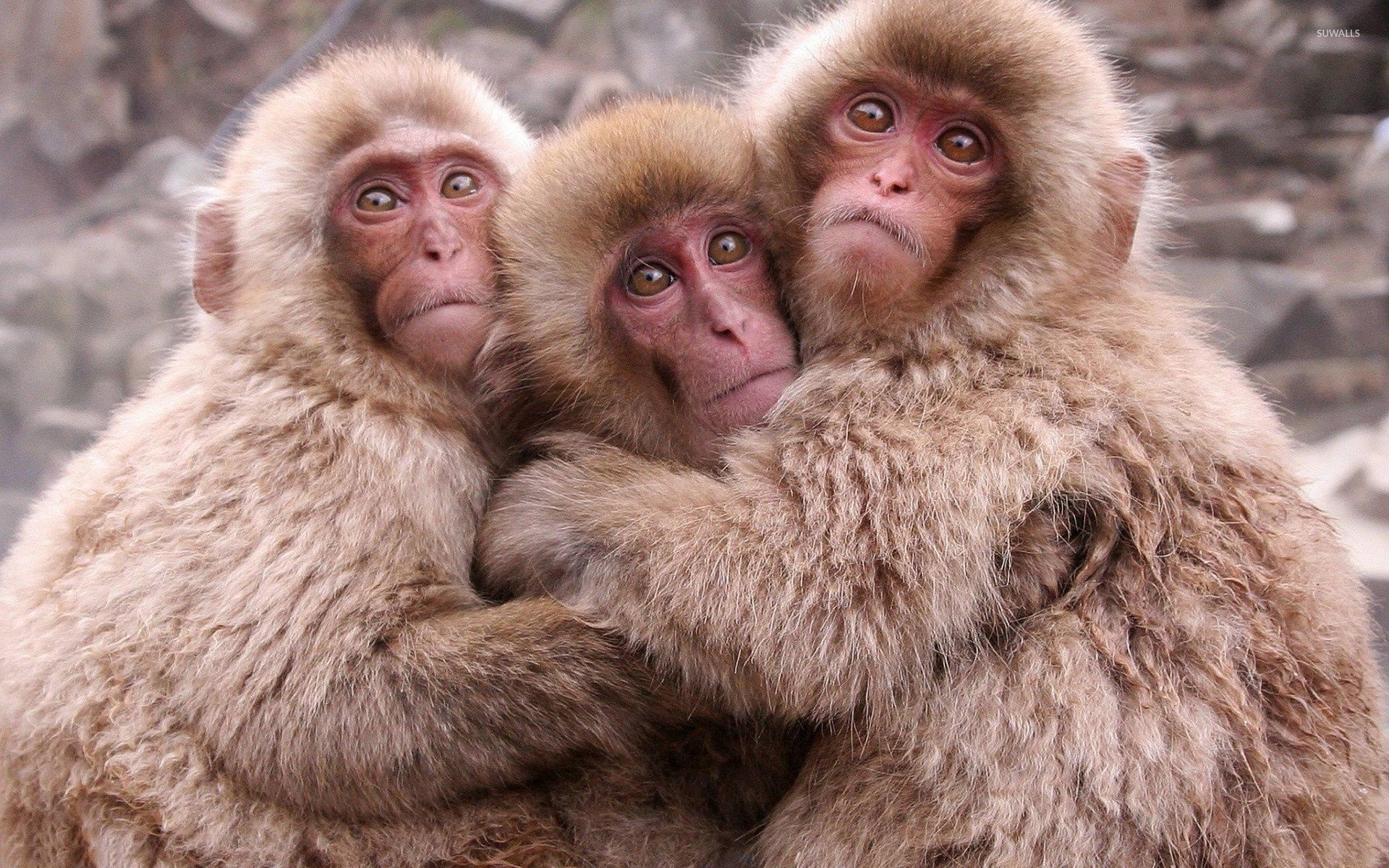 Drie Oulike Ape wat Saam Poseer Muurpapier