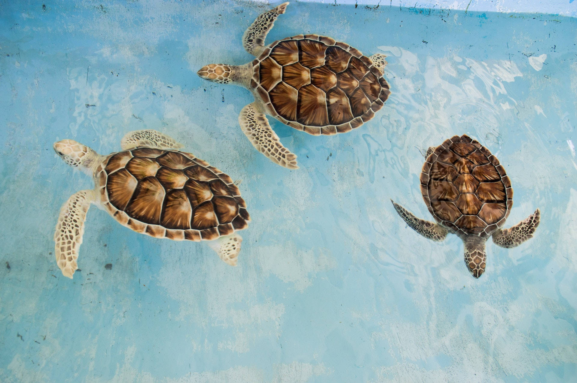 Drie Seeskilpaaie Muurpapier