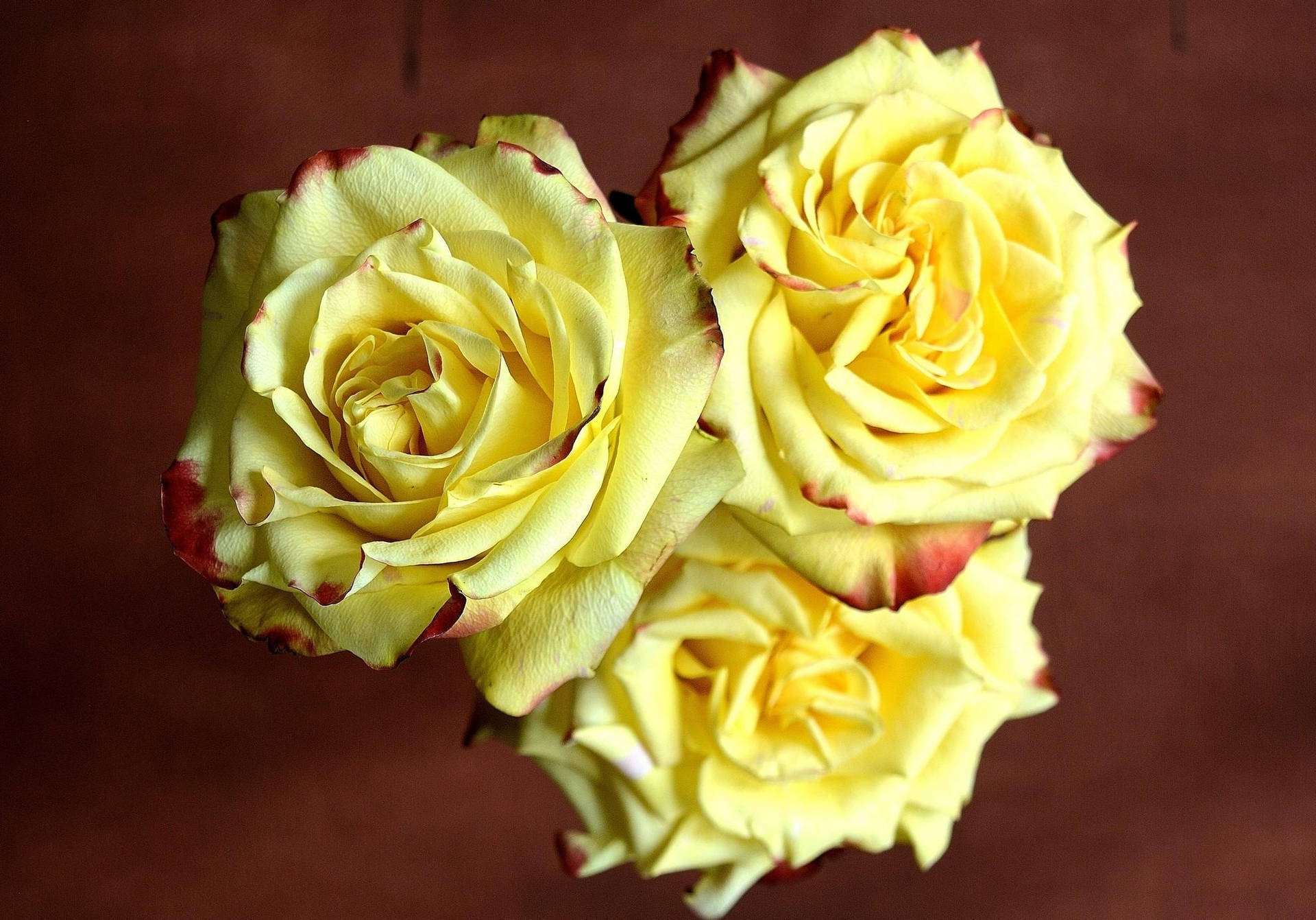 Drie Skerp Gekleurde Geel Rose — Blom GIF Muurpapier