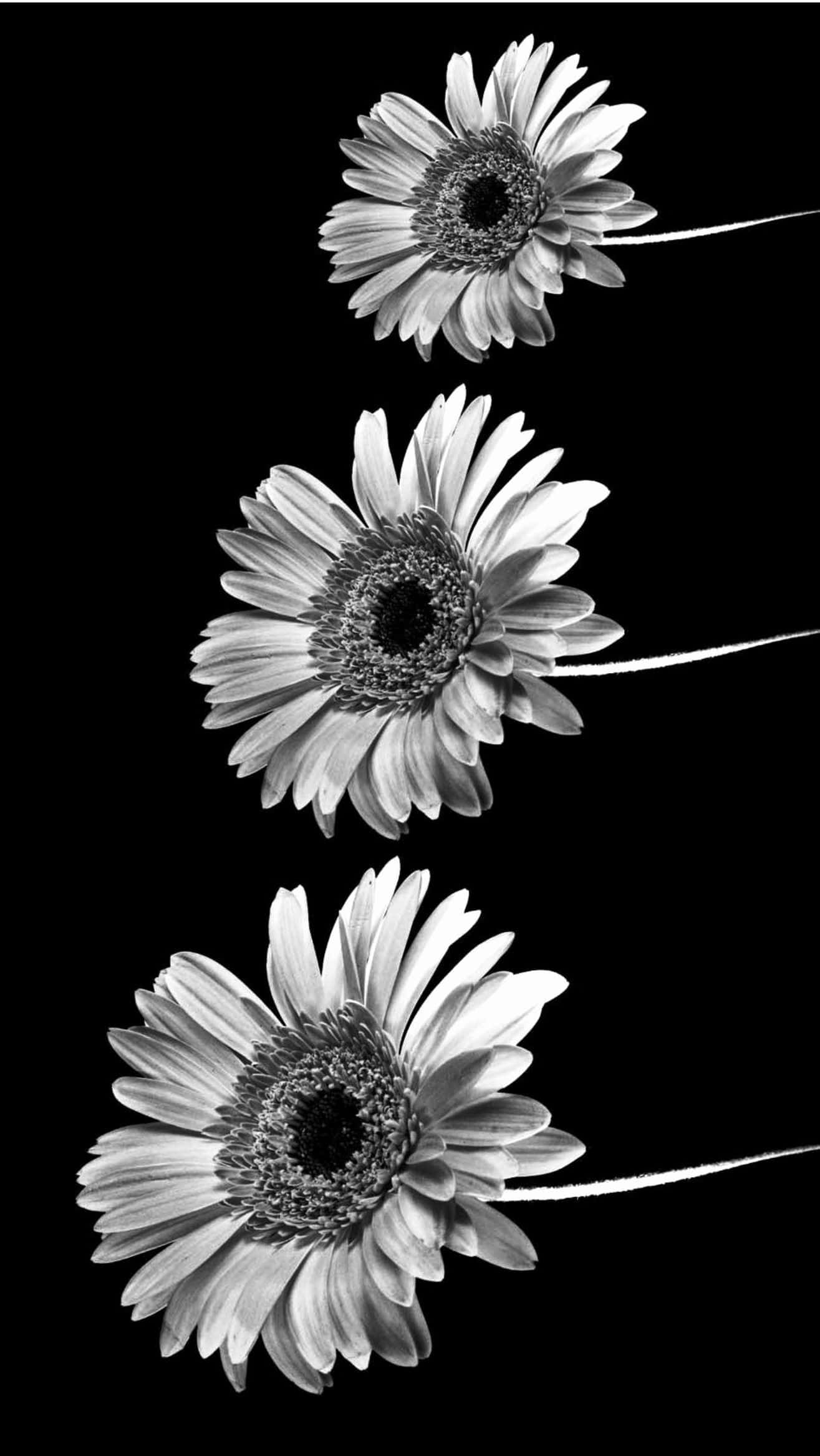 Drie Sondblomme Swart en Wit Estetiese Foon Muurpapier