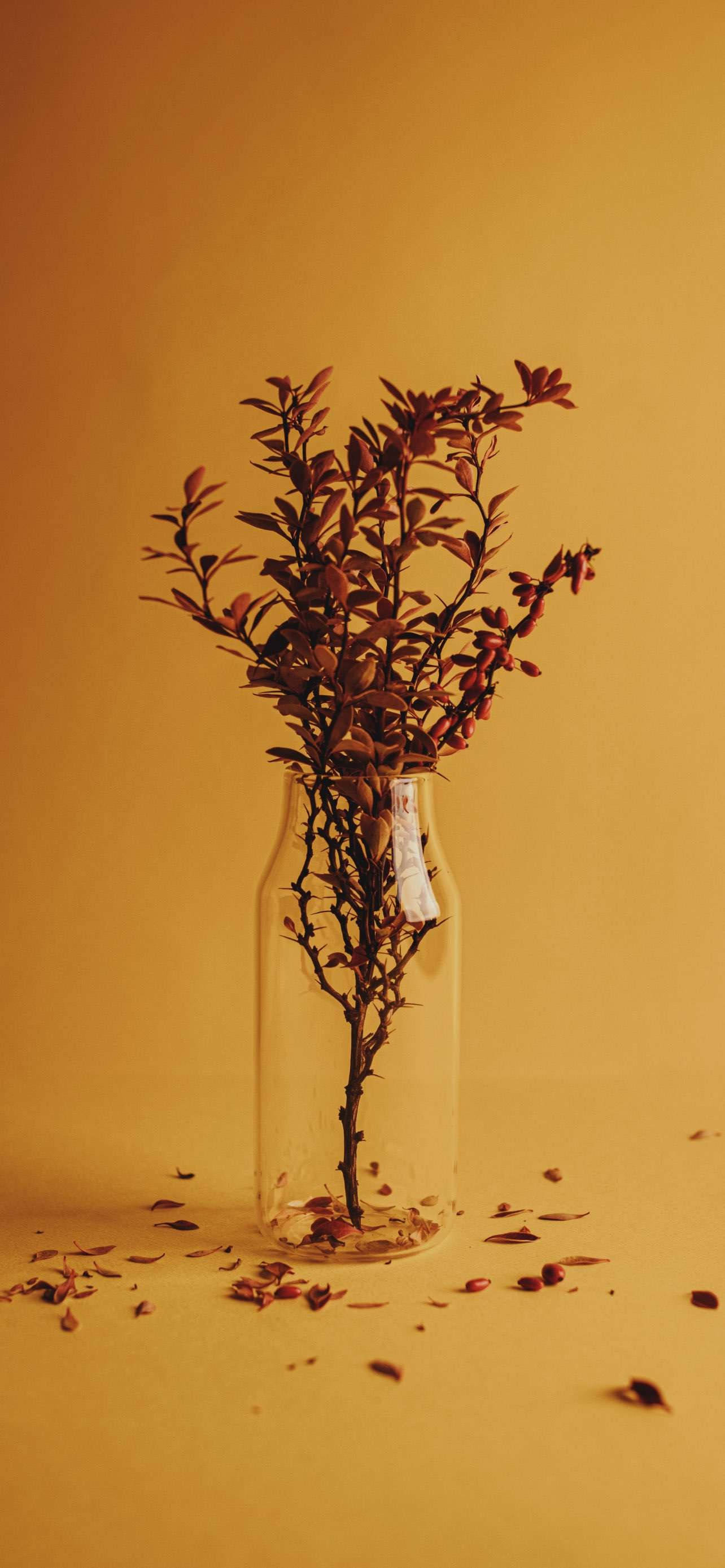 Droë Herfsfoto vir Xiaomi Redmi Note 9 Muurpapier