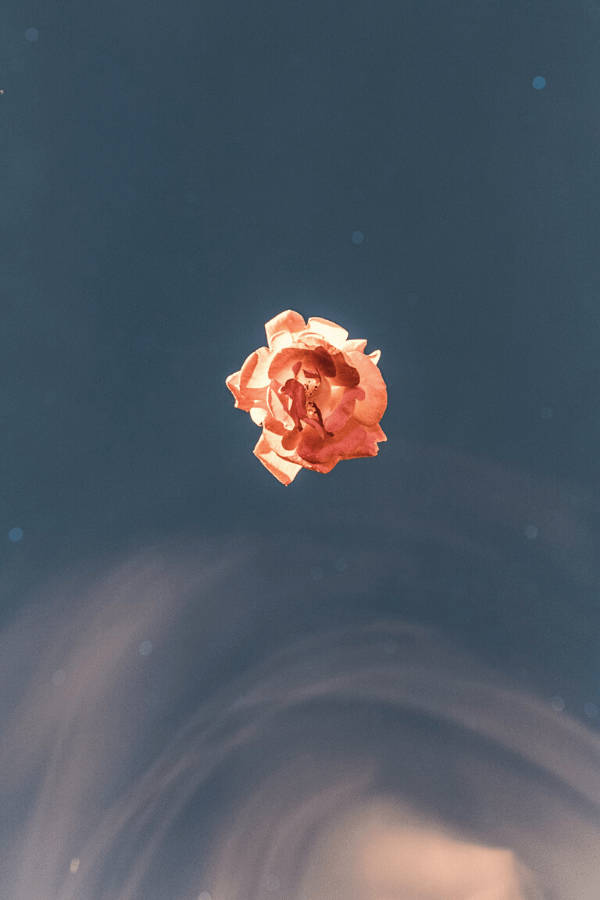 Eenvoudige Oranje Vintage Blom Estetika Muurpapier