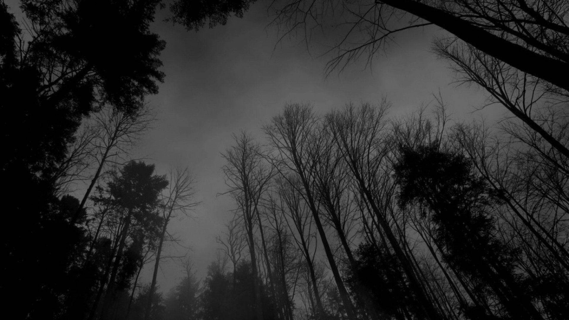 Eerie Forest Donkergrys Muurpapier