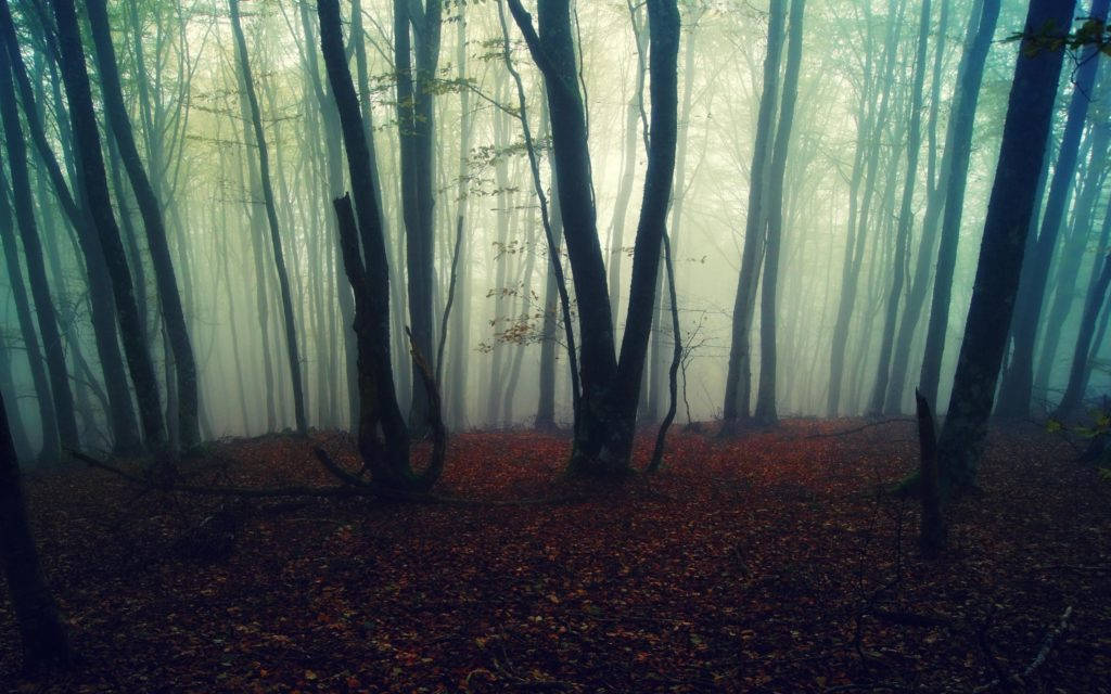 Eerie Mistige Bos Met Gevalle Blare Muurpapier