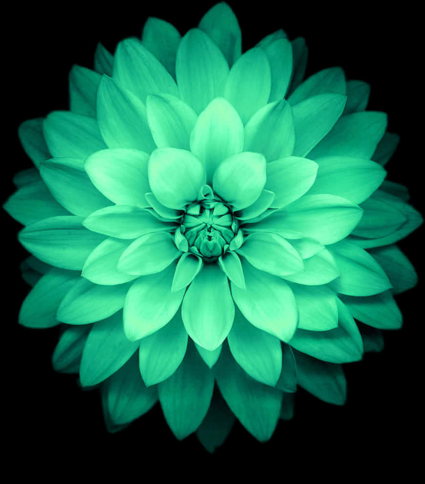 Emerald Dahlia-bloeisel Muurpapier