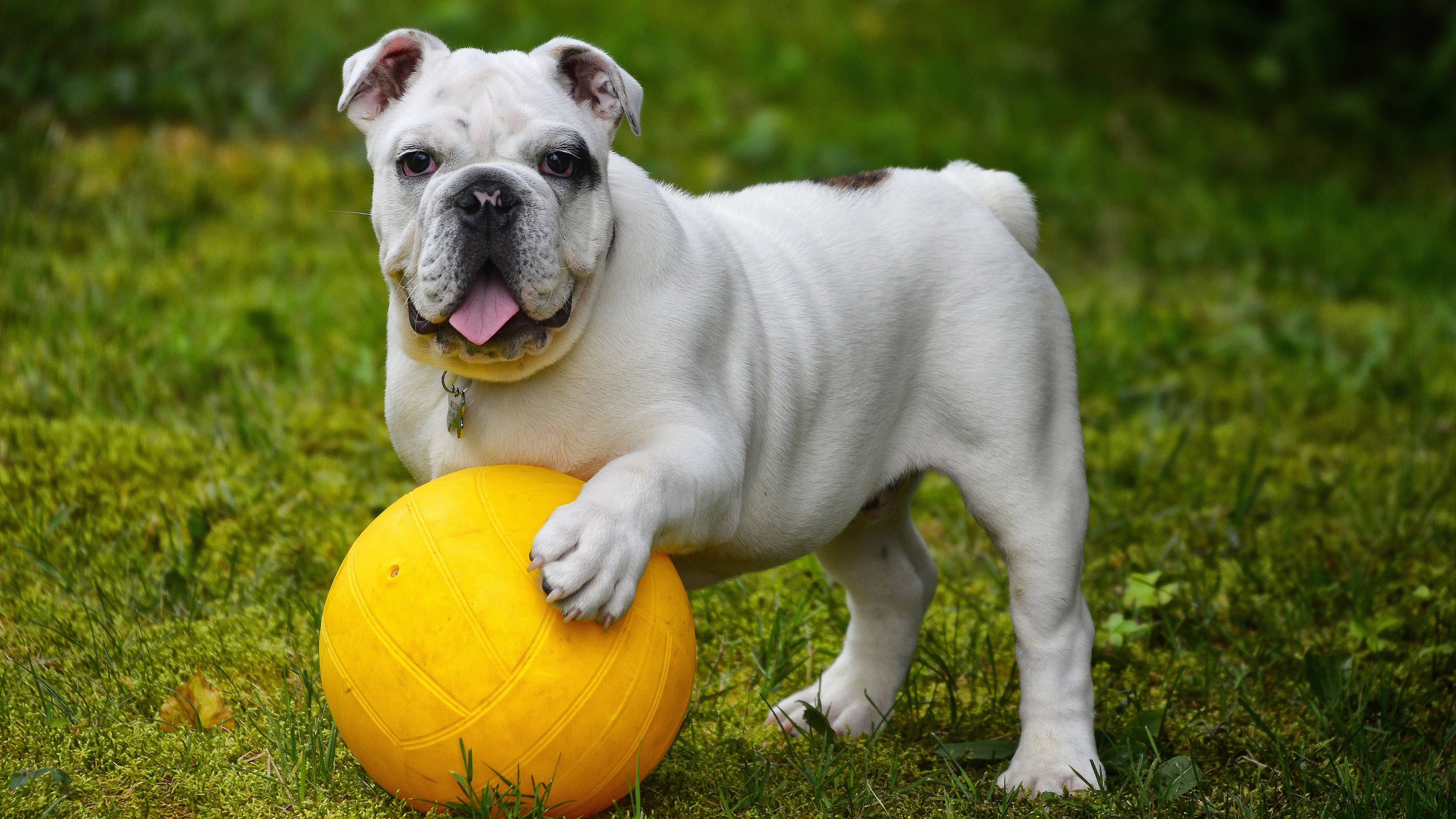 Engelse Bulldog Bal Muurpapier