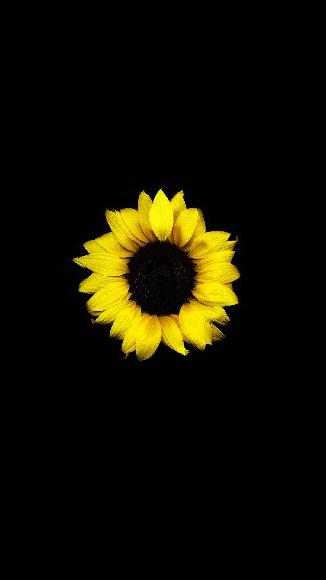Enkel Sonneblom Donker HD Blomme Muurpapier