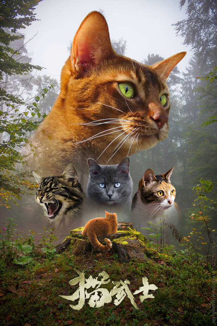 Epiese Gevegstoneel uit Warrior Cats Muurpapier