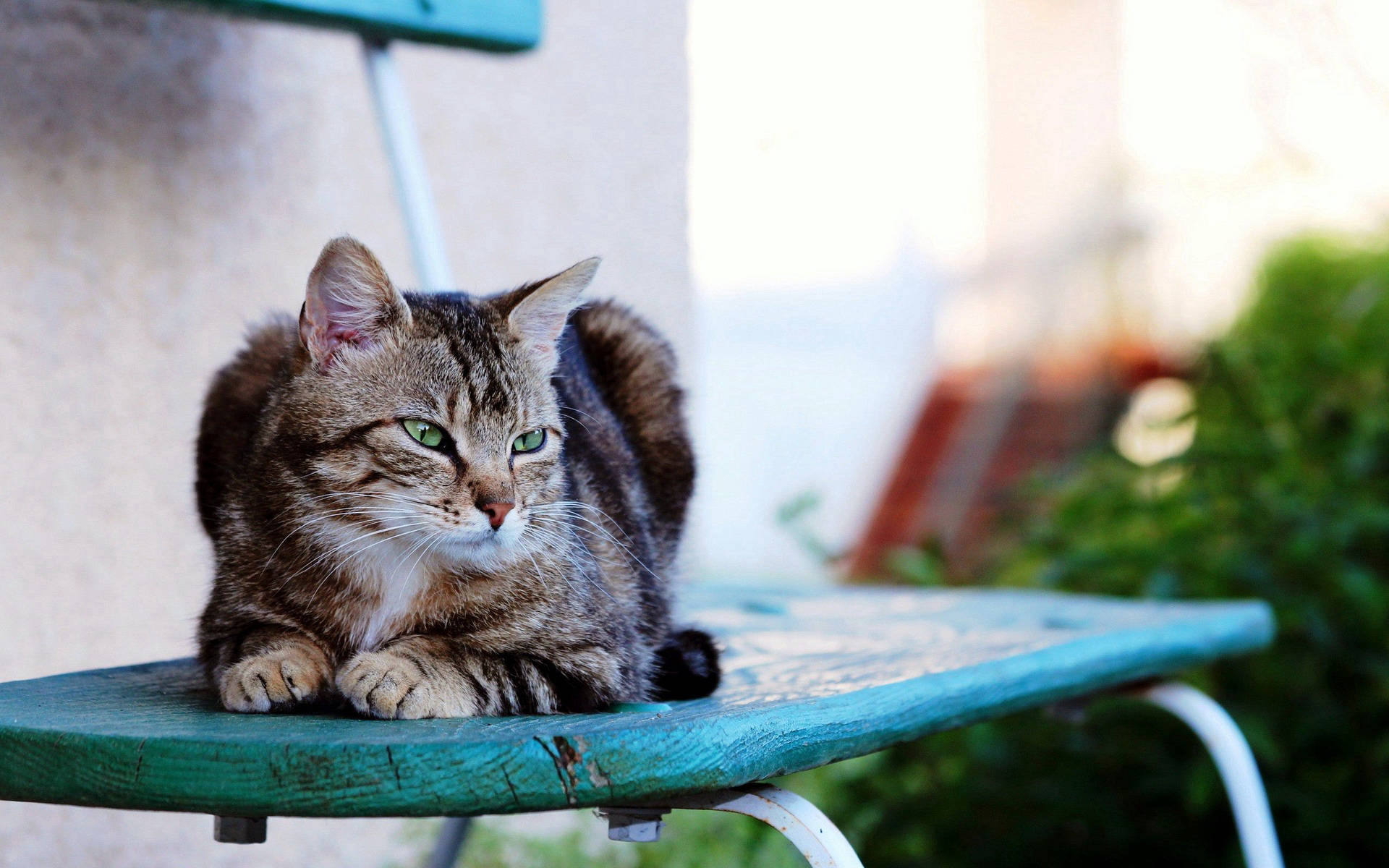 Ernstige kat wat op 'n blou stoel buite 'n huis sit. Oulike harige gestreepte dieretroeteldier.