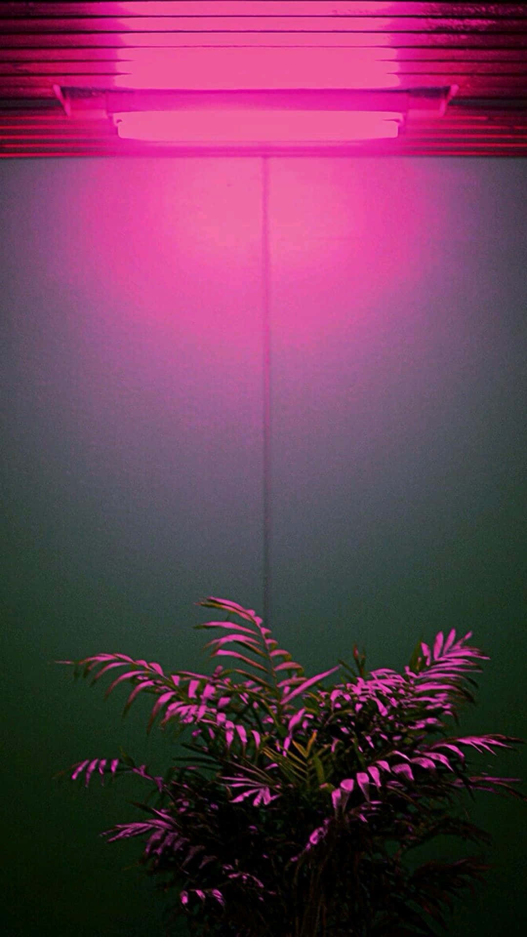 Ervaar die Vreugdes van Neon-estetika! Muurpapier