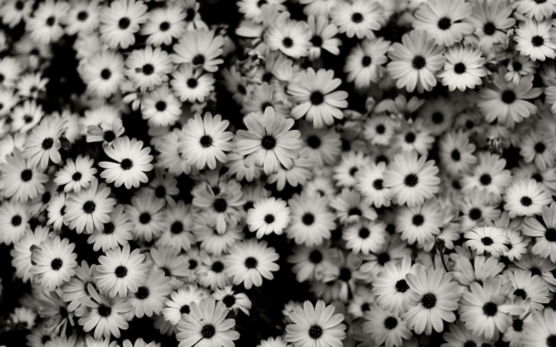 Estetiese Blom-agtergrond: Lewendige Blomme in Hoë Resolusie Muurpapier