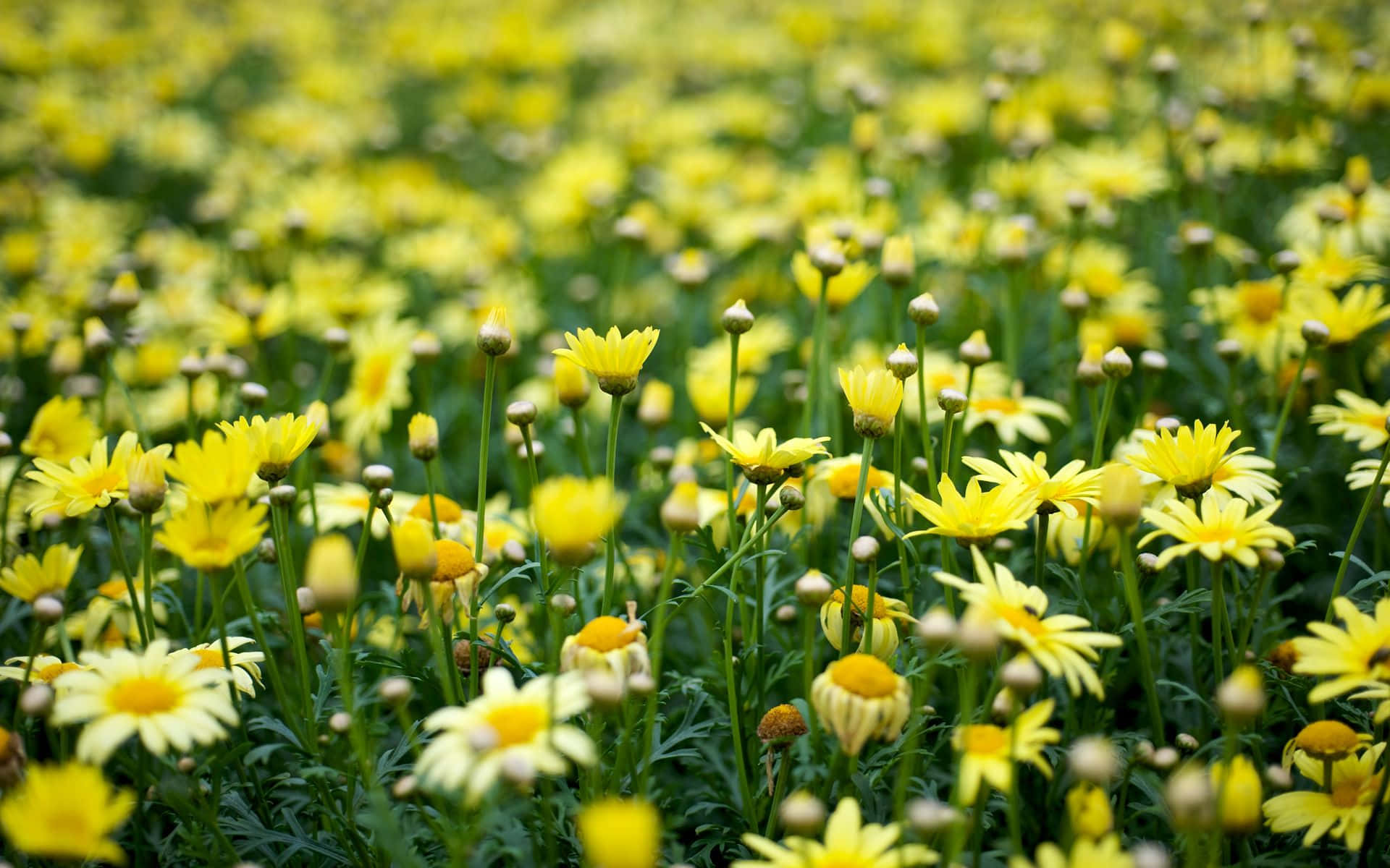 Estetiese Blomme-agtergrond: 'n Simfonie van Bloeisels en Fyn Blomblare Muurpapier