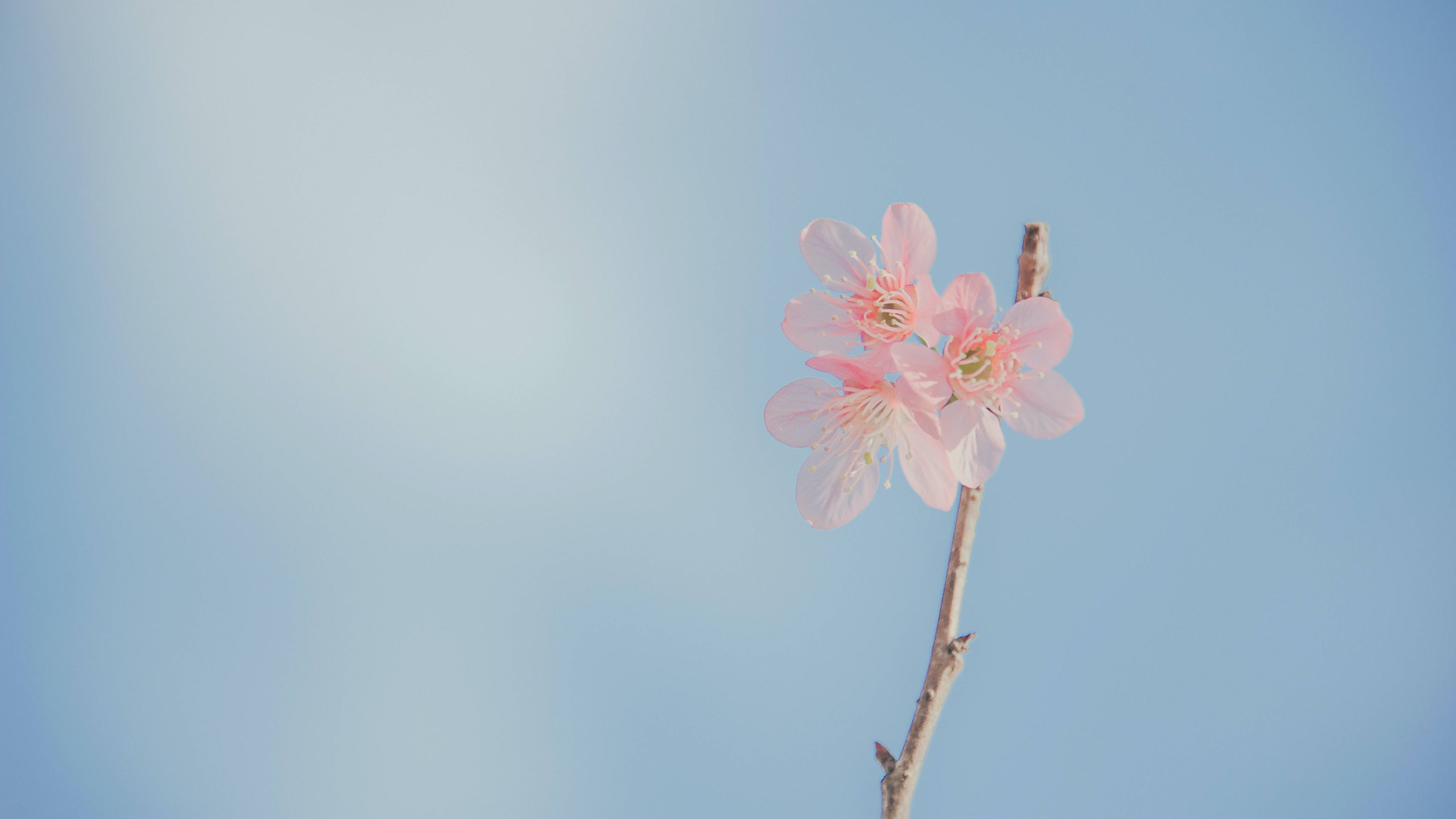 Estetiese Buro Pastel Blomme Muurpapier