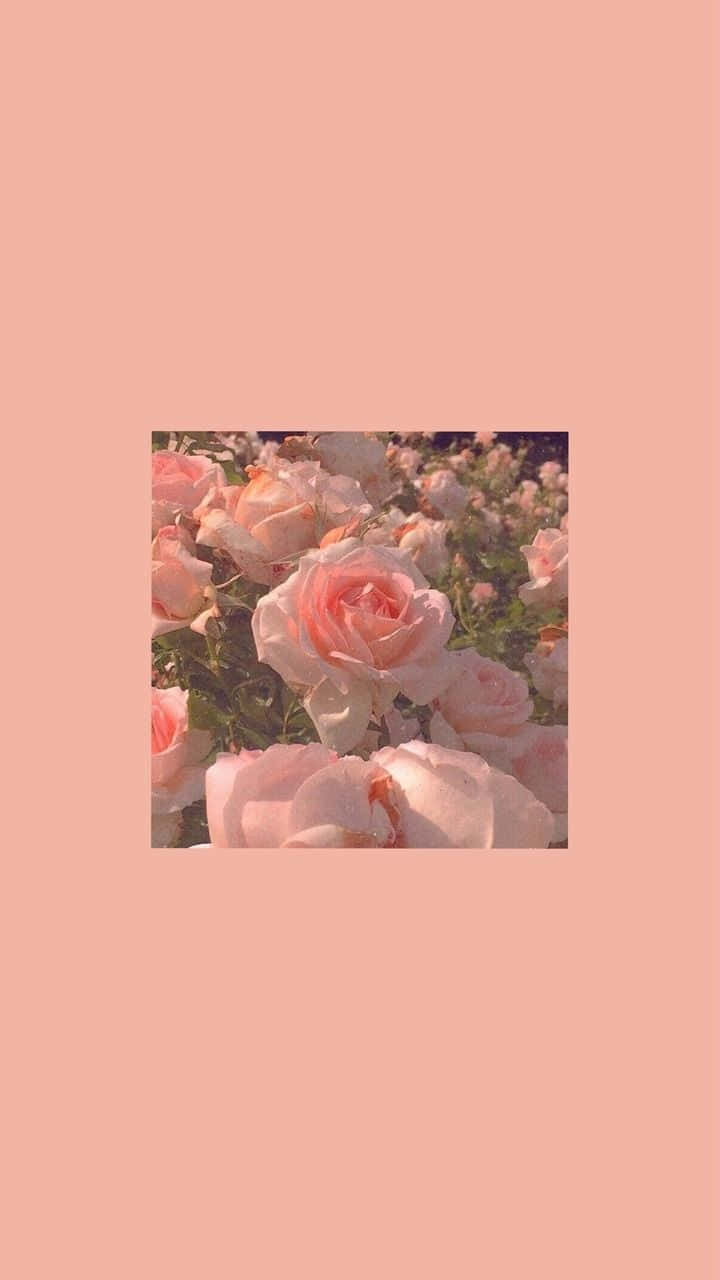 Estetiese Enkelkleur Rose Muurpapier