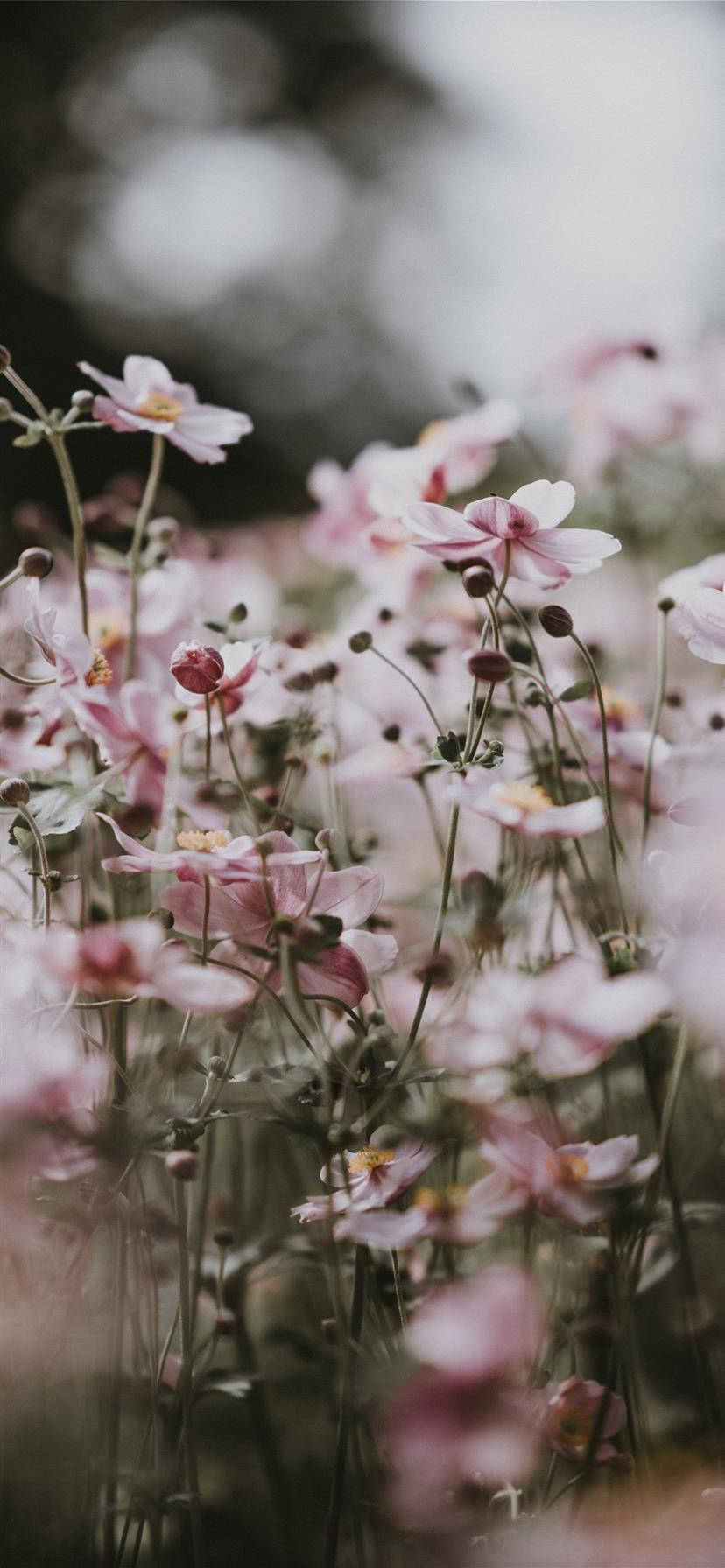 Estetiese iPhone X Pienk Blomme Muurpapier