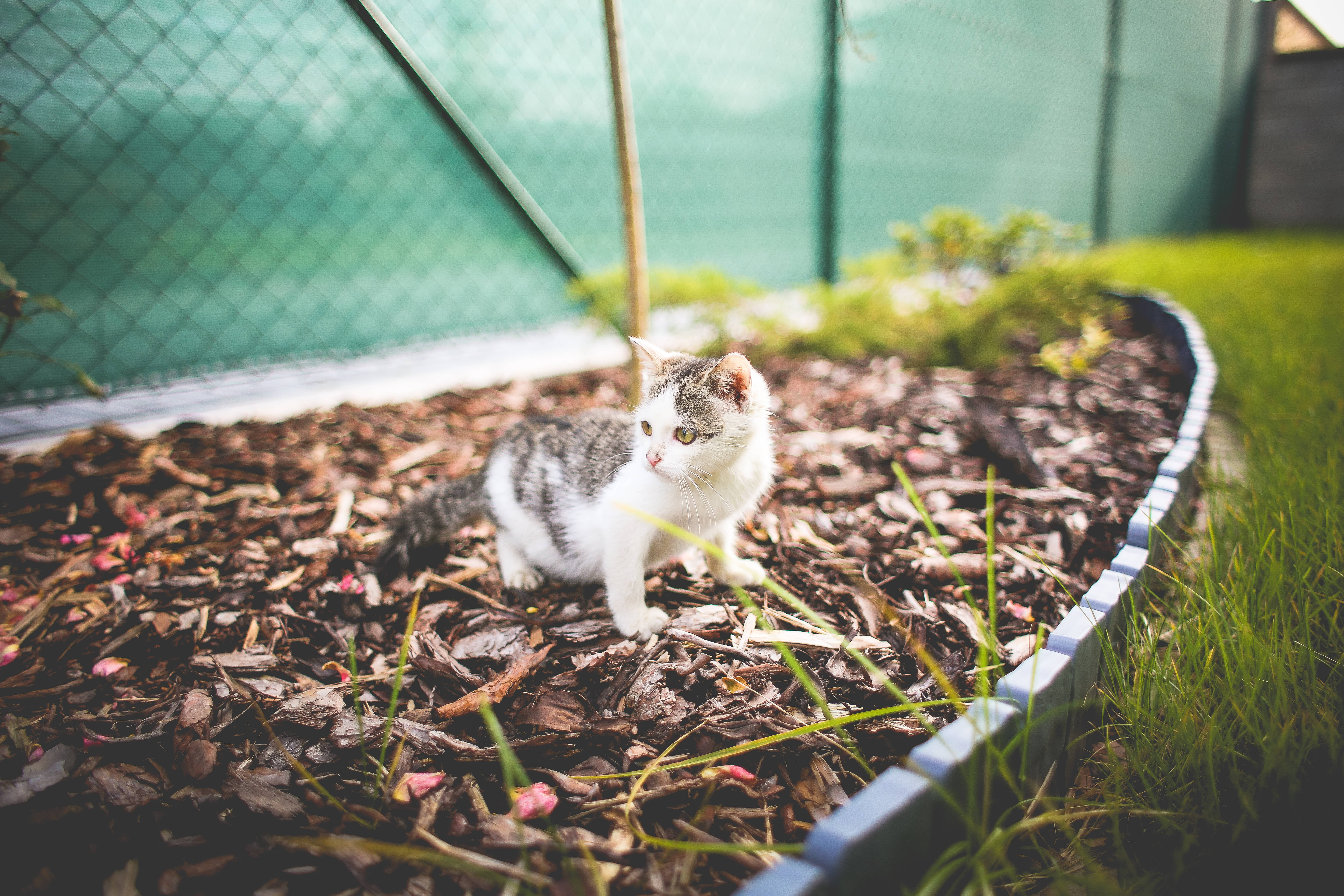 Estetiese kat in plantboks Muurpapier