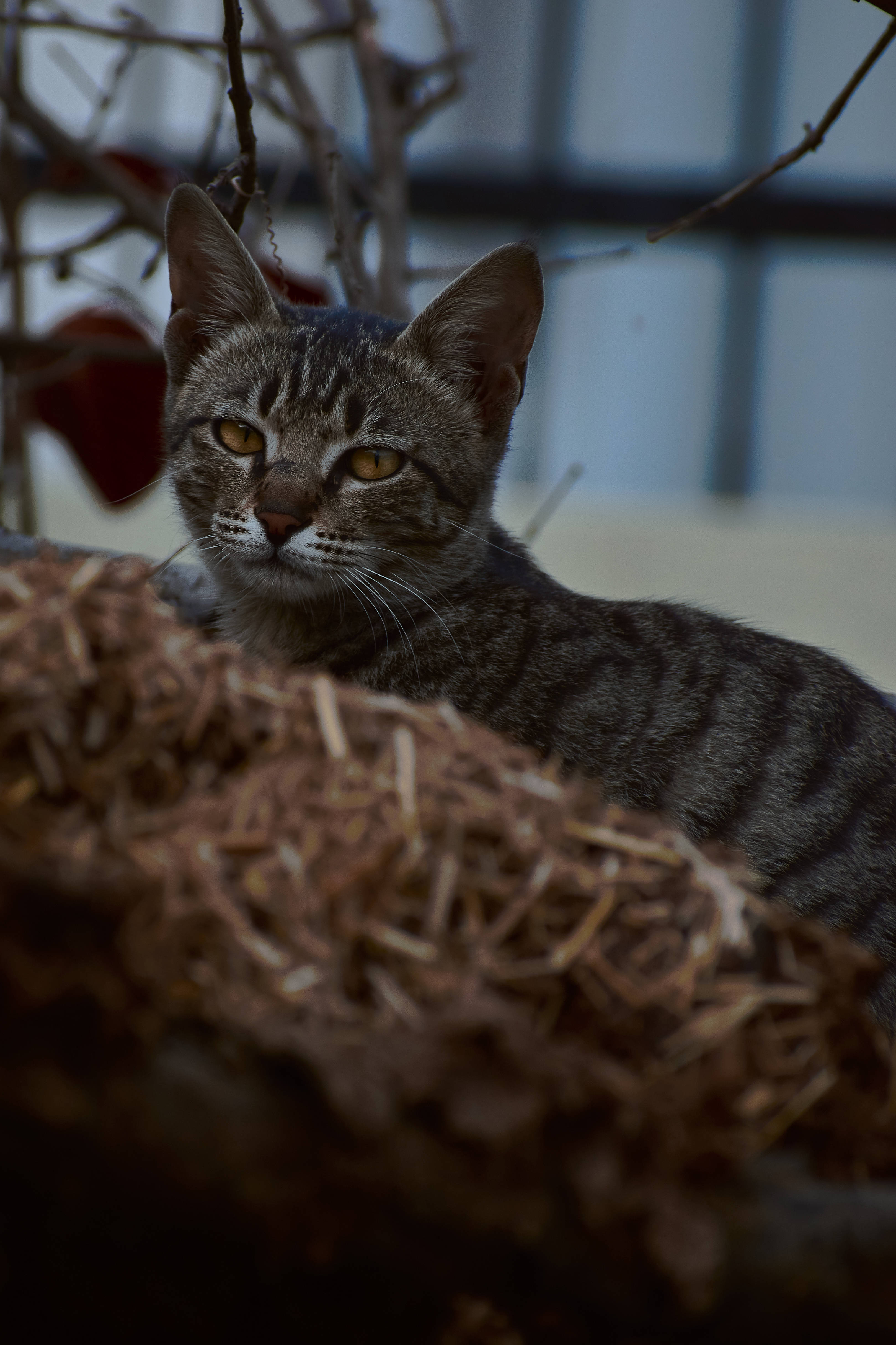 Estetiese Kat in Nes Muurpapier