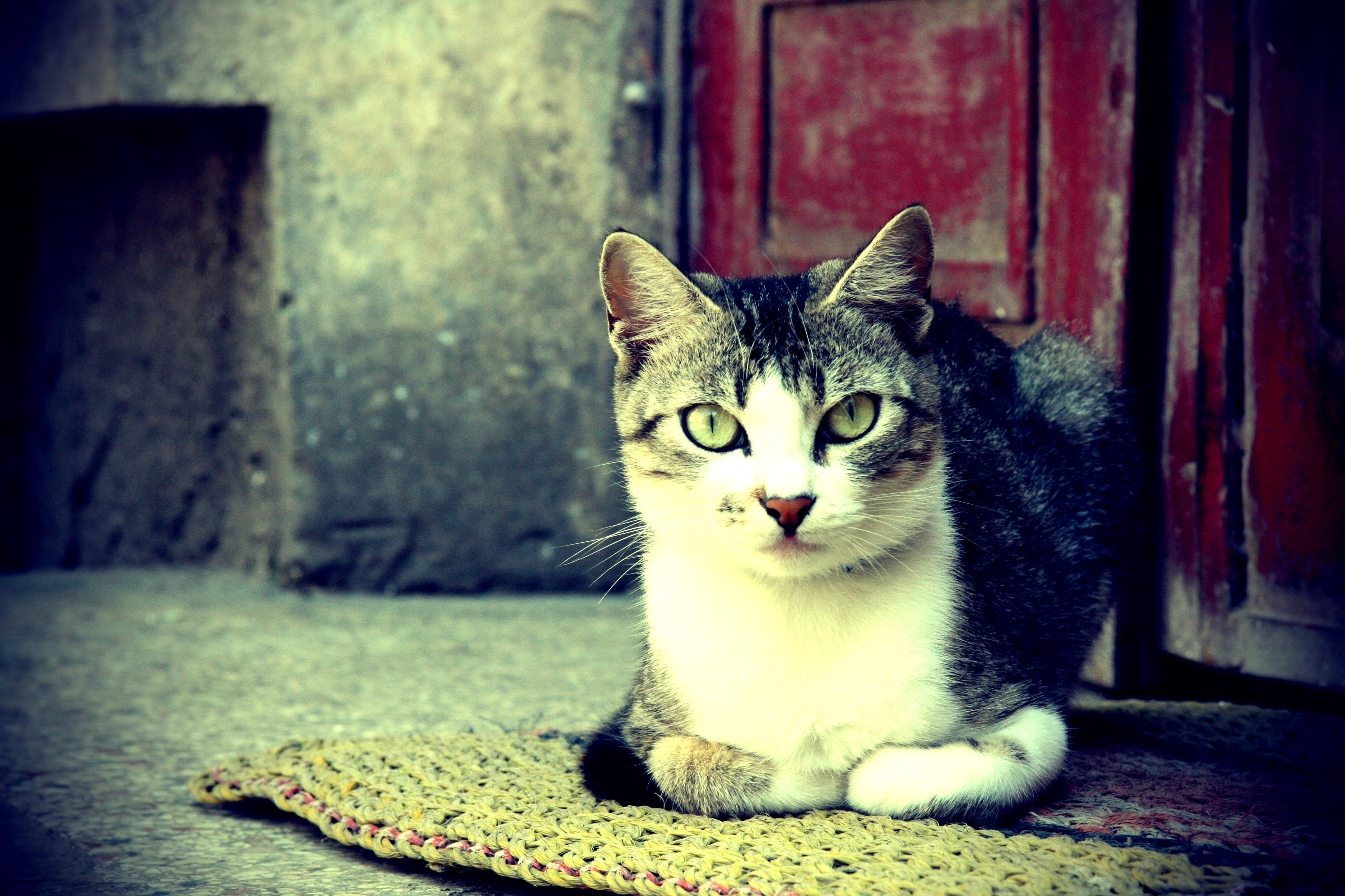 Estetiese Kat in Mat Muurpapier