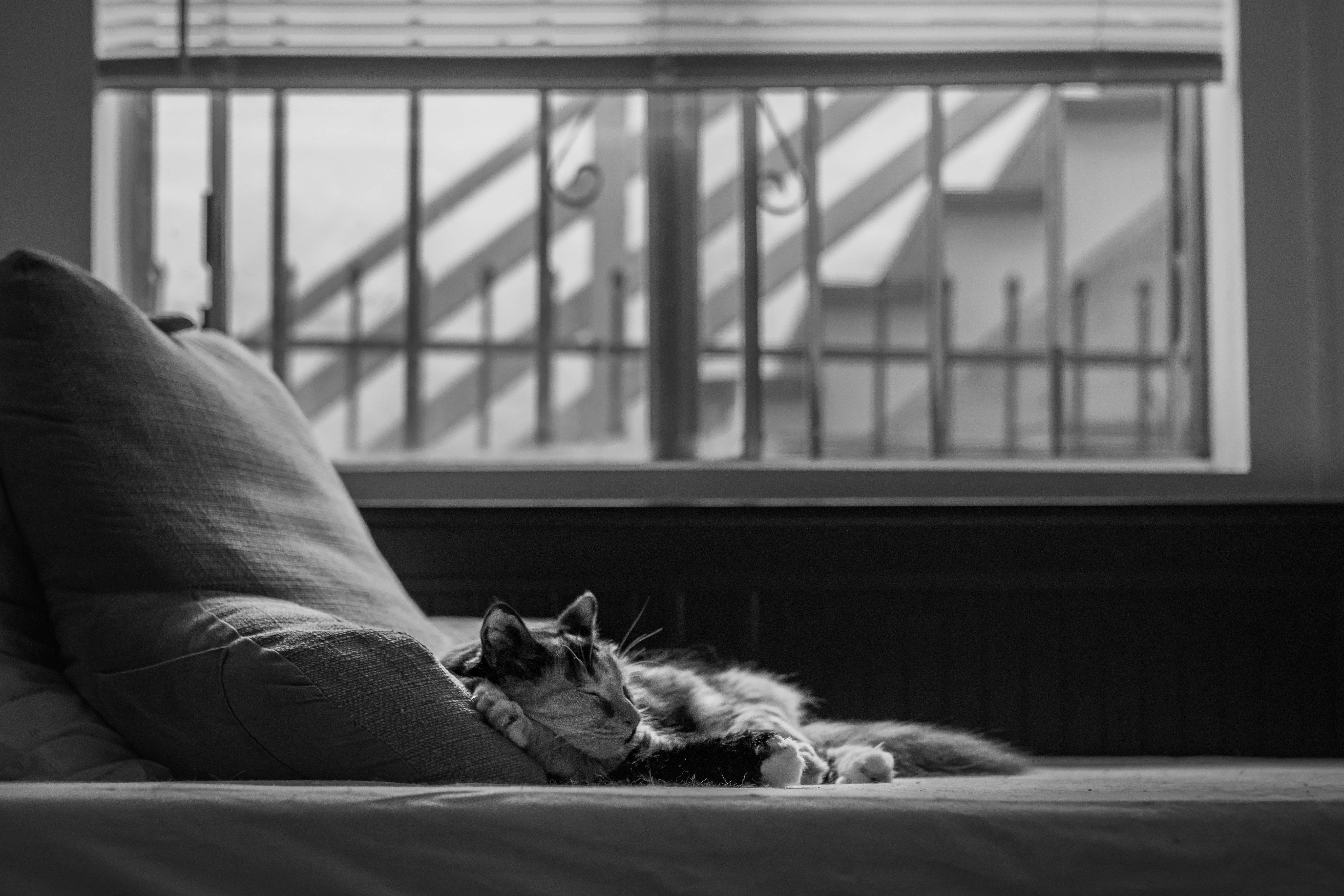 Estetiese Kat in die Bed Muurpapier