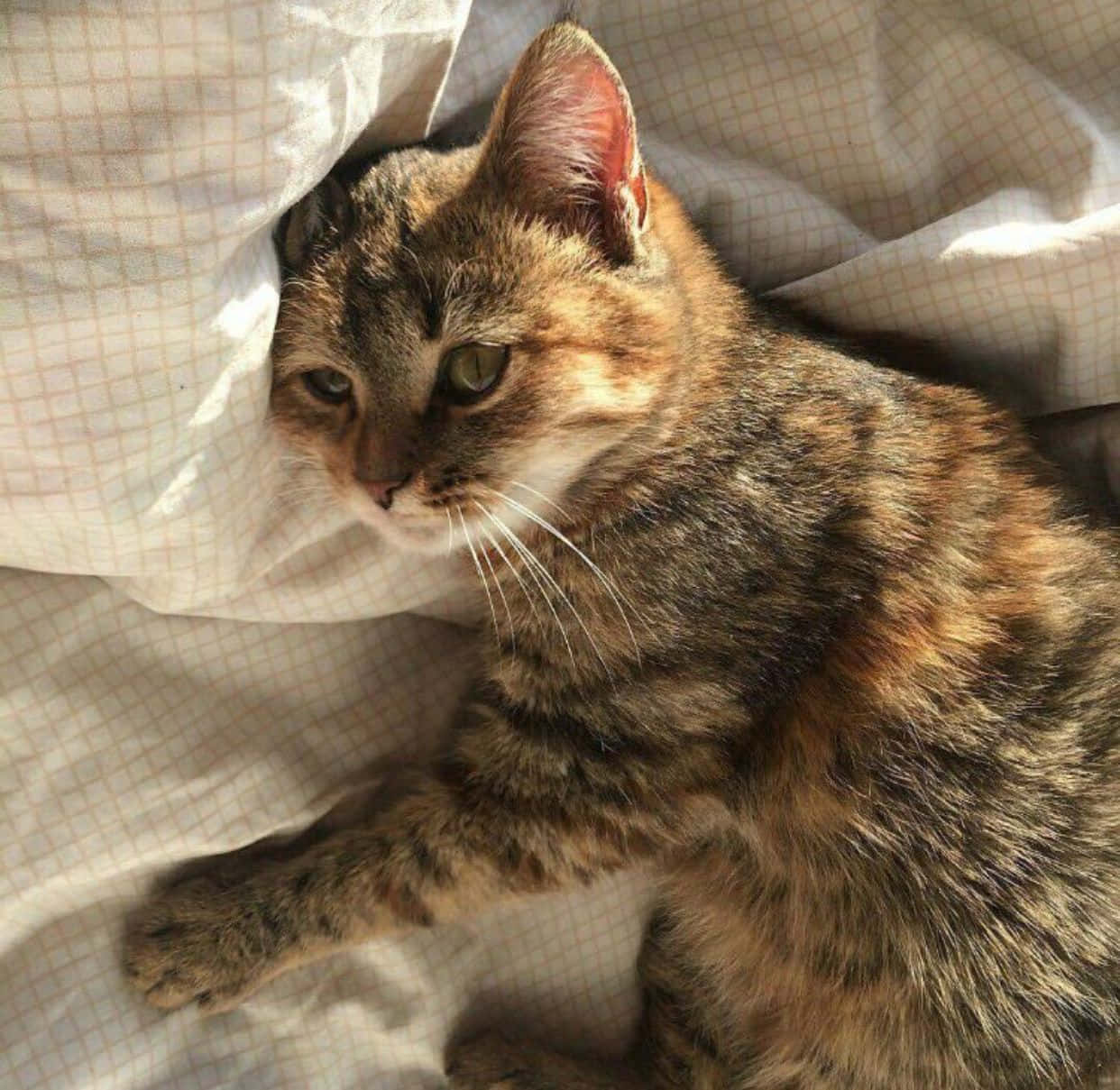 Estetiese kat kyk dromerig in die verte Muurpapier
