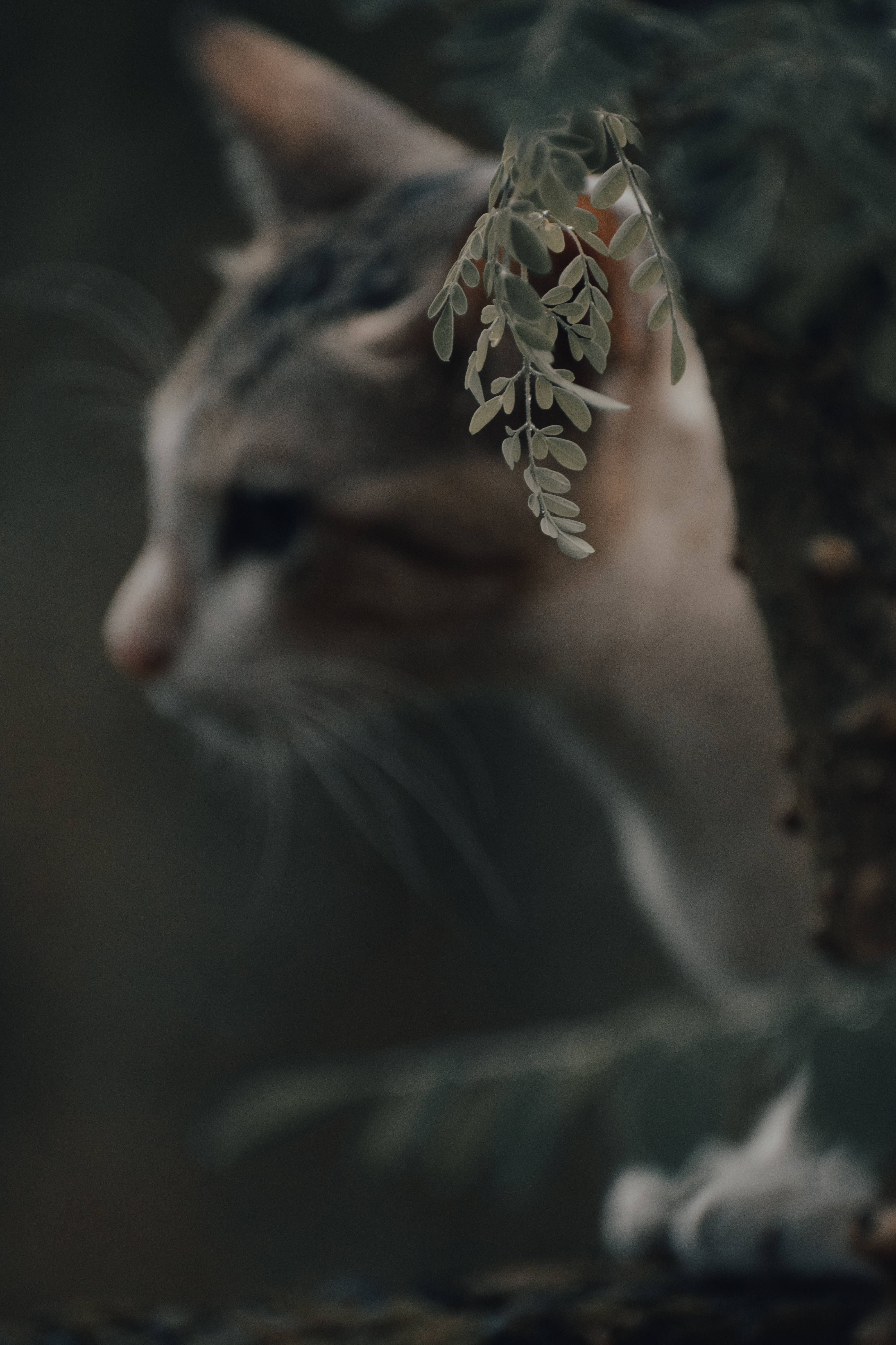 Estetiese Kat Langs Boom Muurpapier