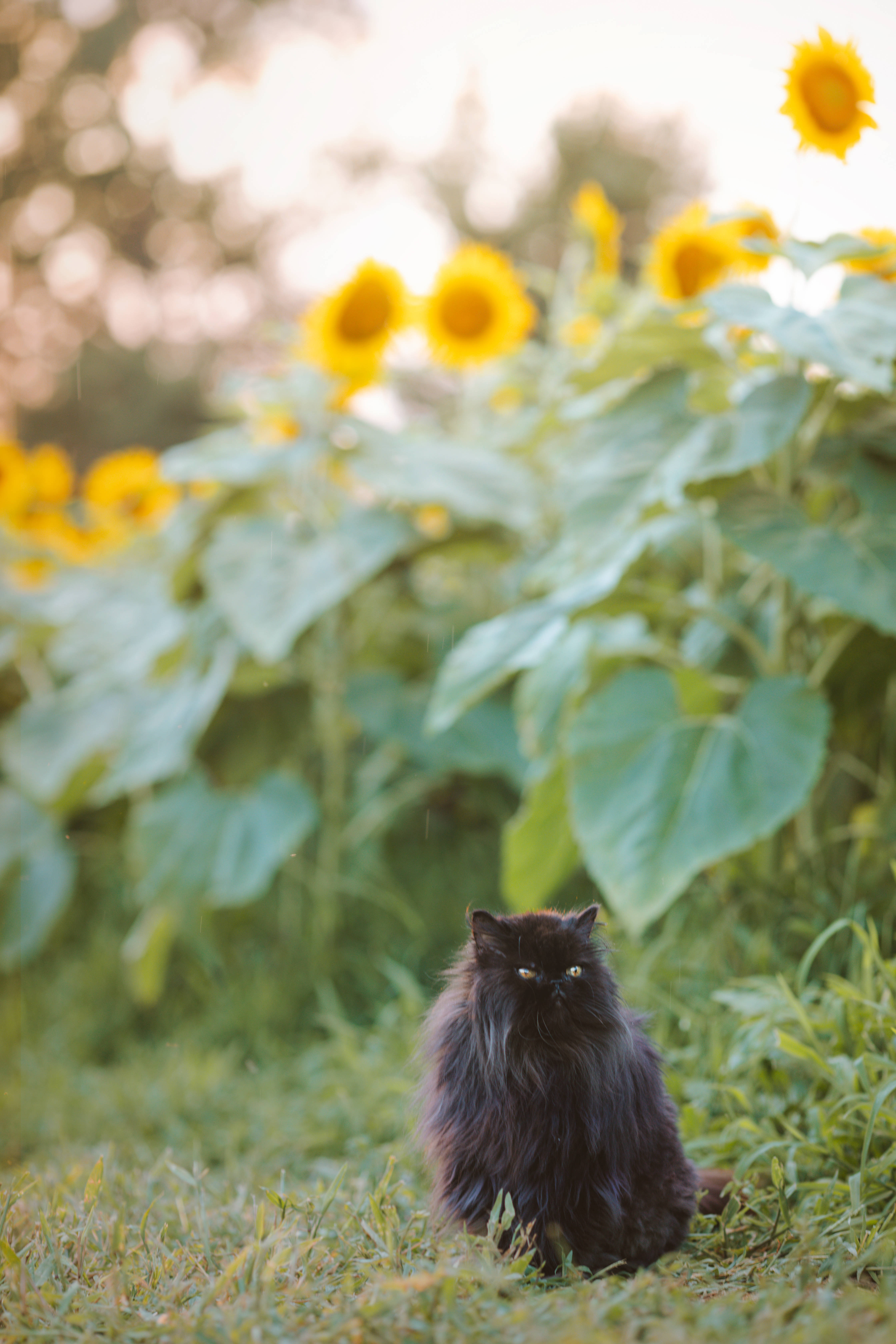 Estetiese Kat Met Sonneblomme Muurpapier