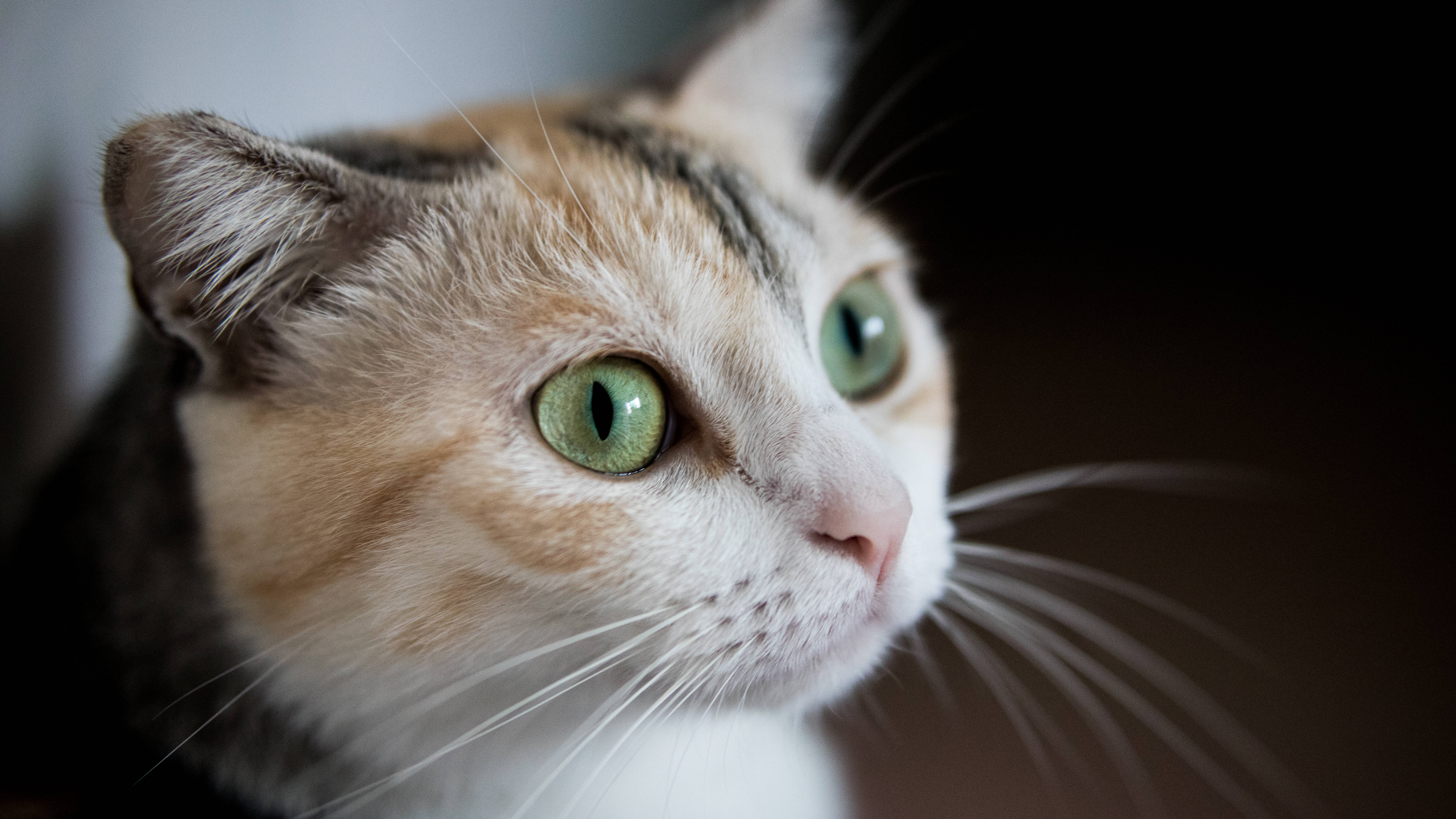 Estetiese Kat Met Groen Oë Muurpapier
