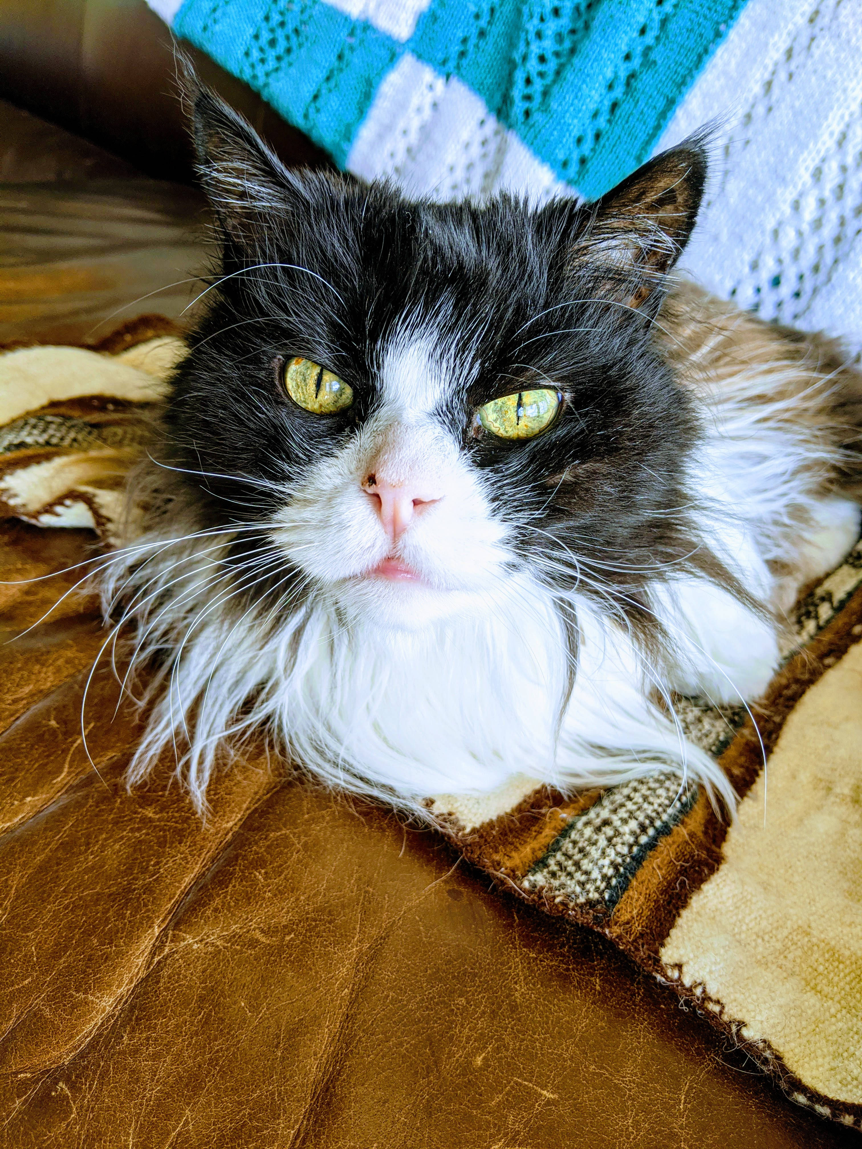 Estetiese Kat met Lang Pels Muurpapier