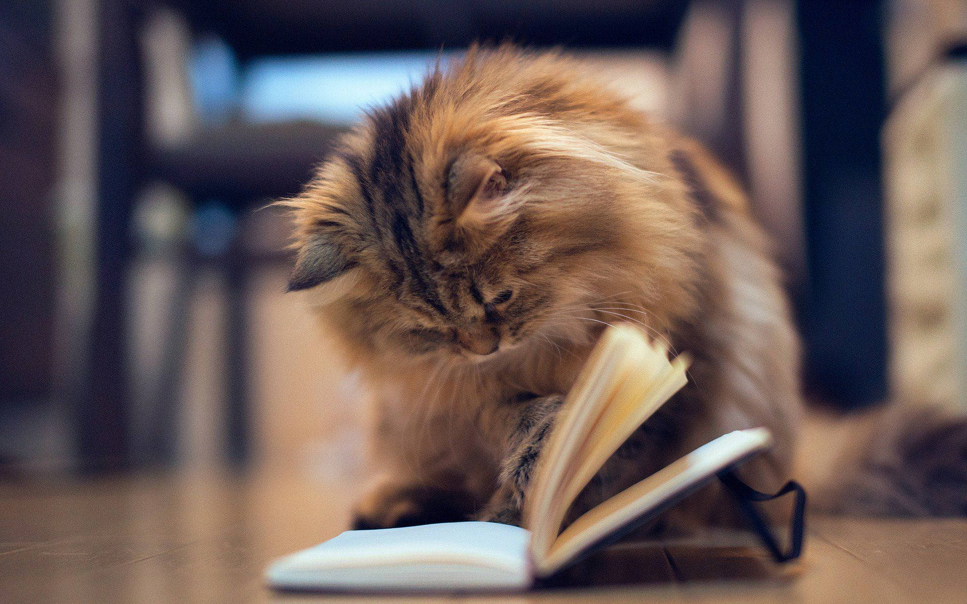 Estetiese Kat Met Boek Muurpapier