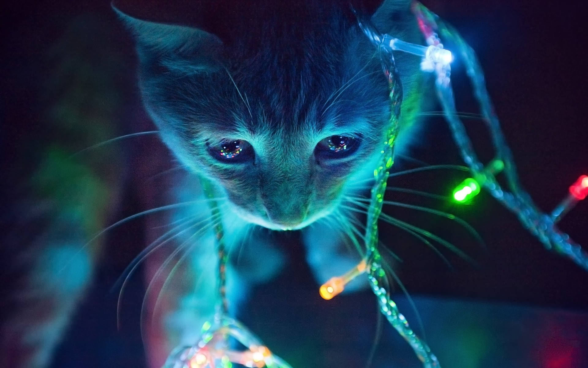Estetiese Kat Met Ligte Muurpapier
