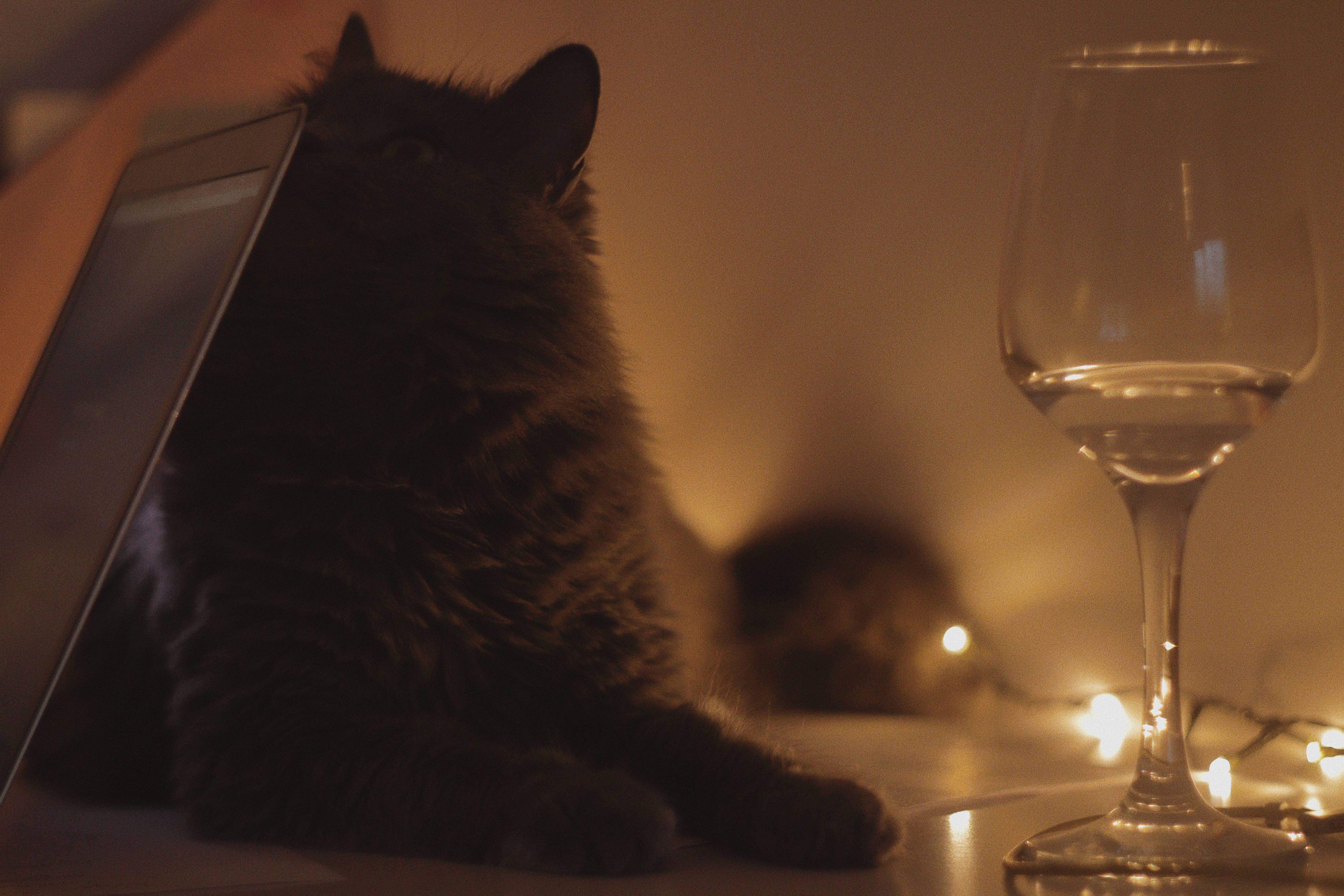 Estetiese Kat Met Wyn Glas Muurpapier