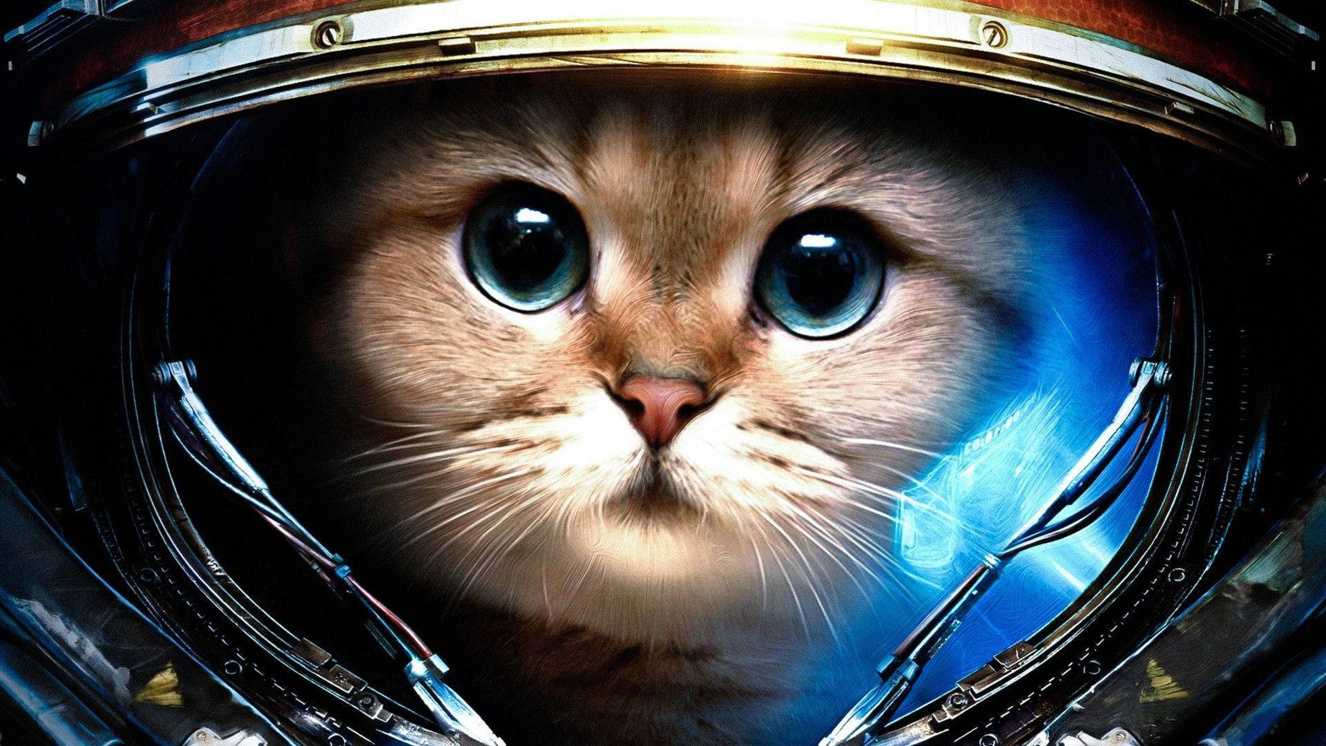 Estetiese Kat met Helm Muurpapier
