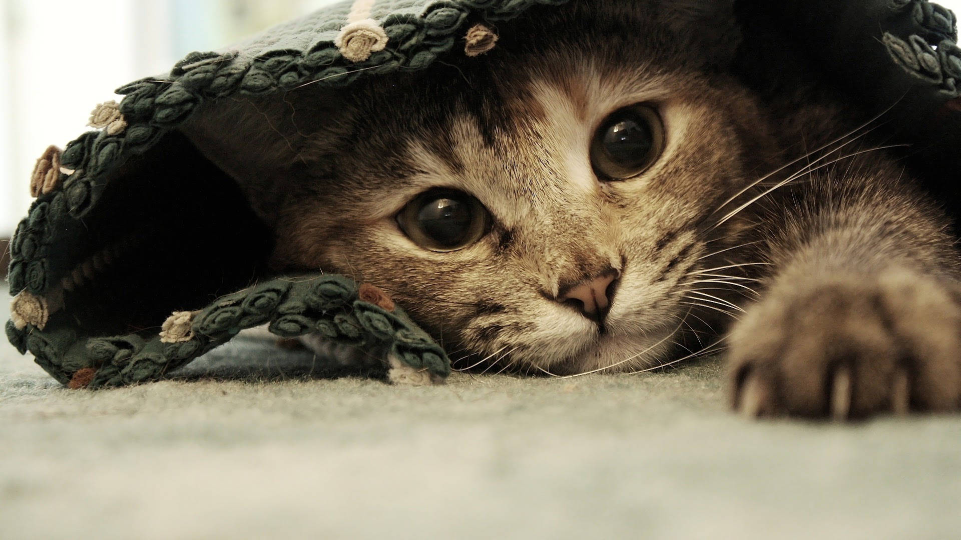 Estetiese Kat Onder Mat Muurpapier