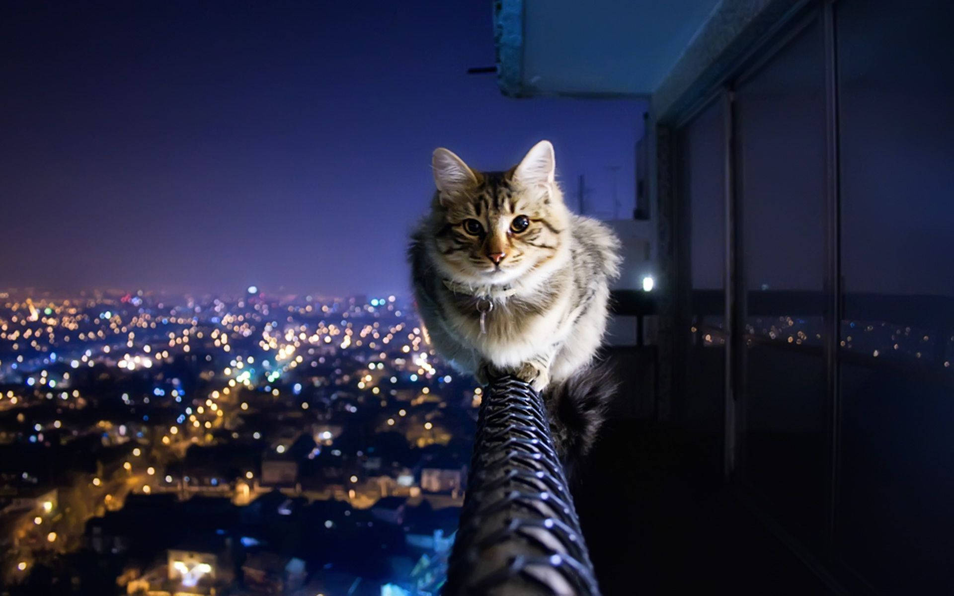 Estetiese Kat Op Balkon Muurpapier