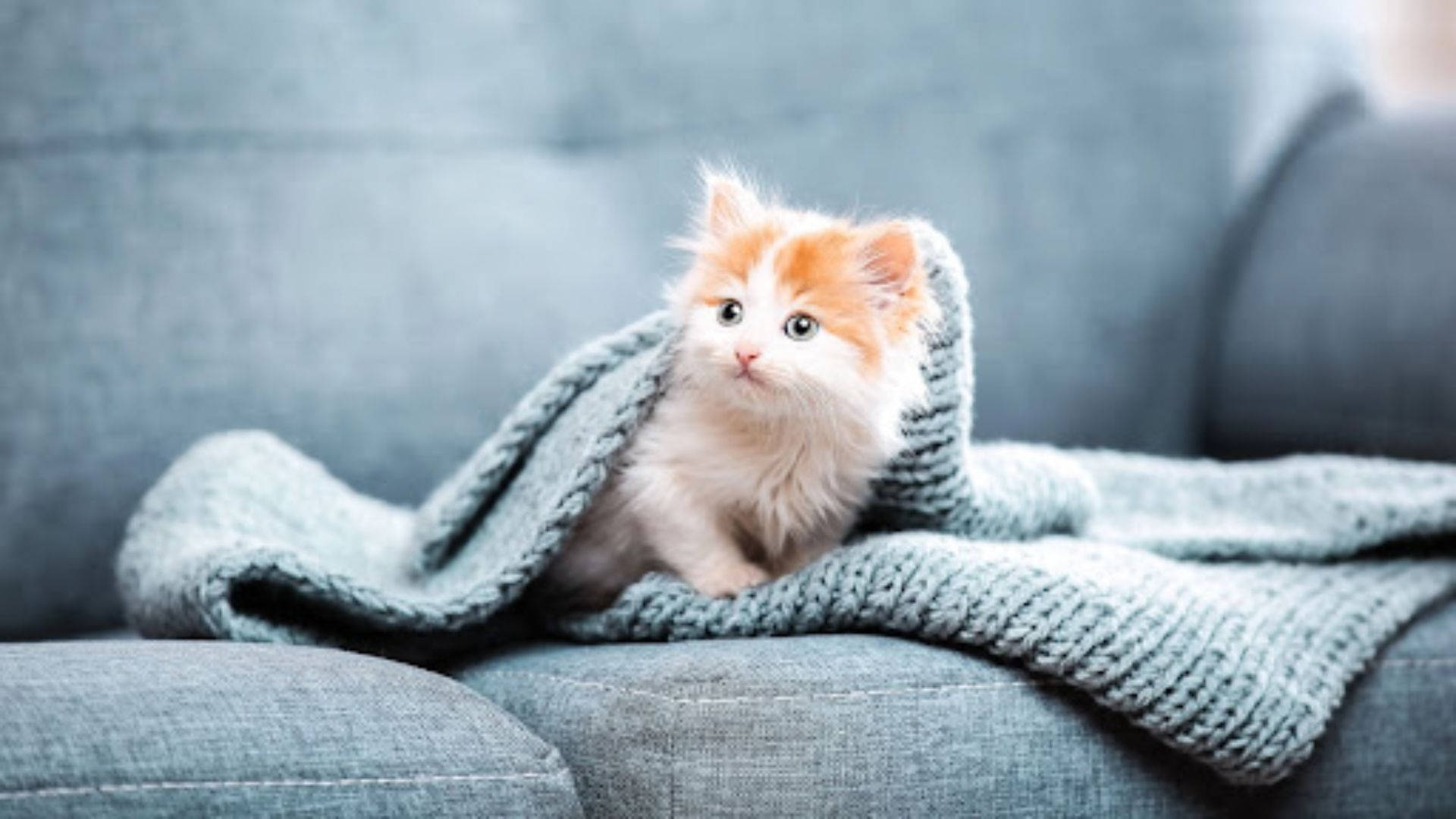 Estetiese Kat Op Bank Muurpapier