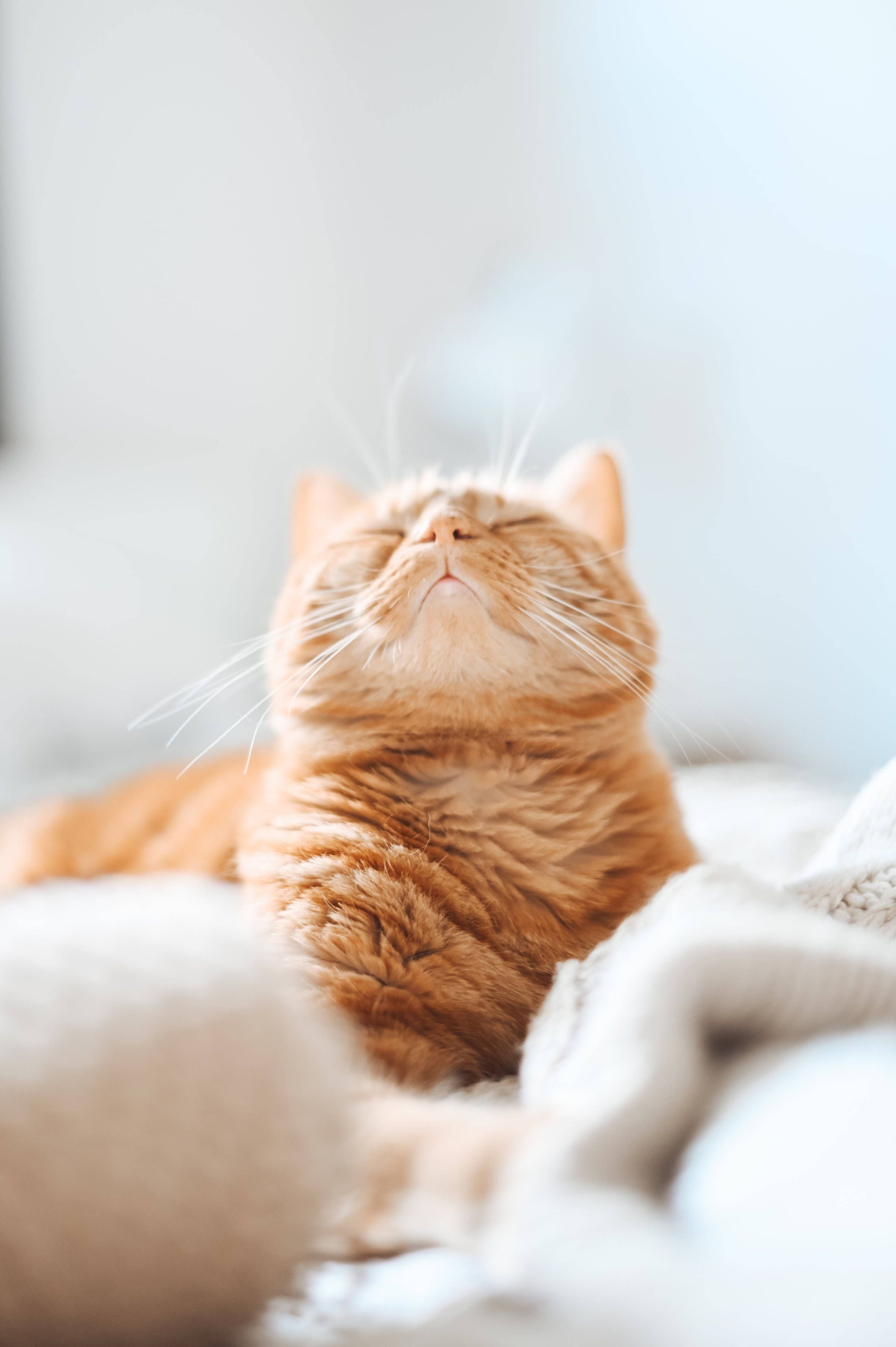 Estetiese oranje gestreepte kat profielfoto Muurpapier