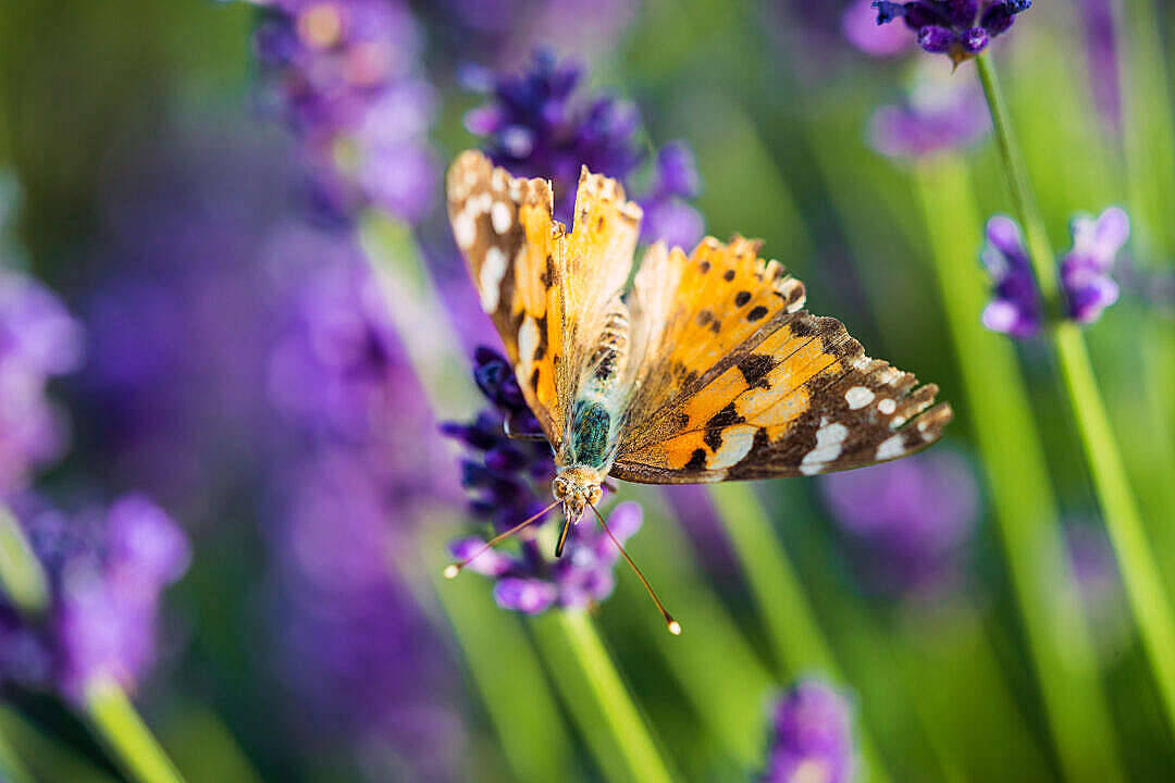 Estetiese Painted Lady Skoenlapper Muurpapier