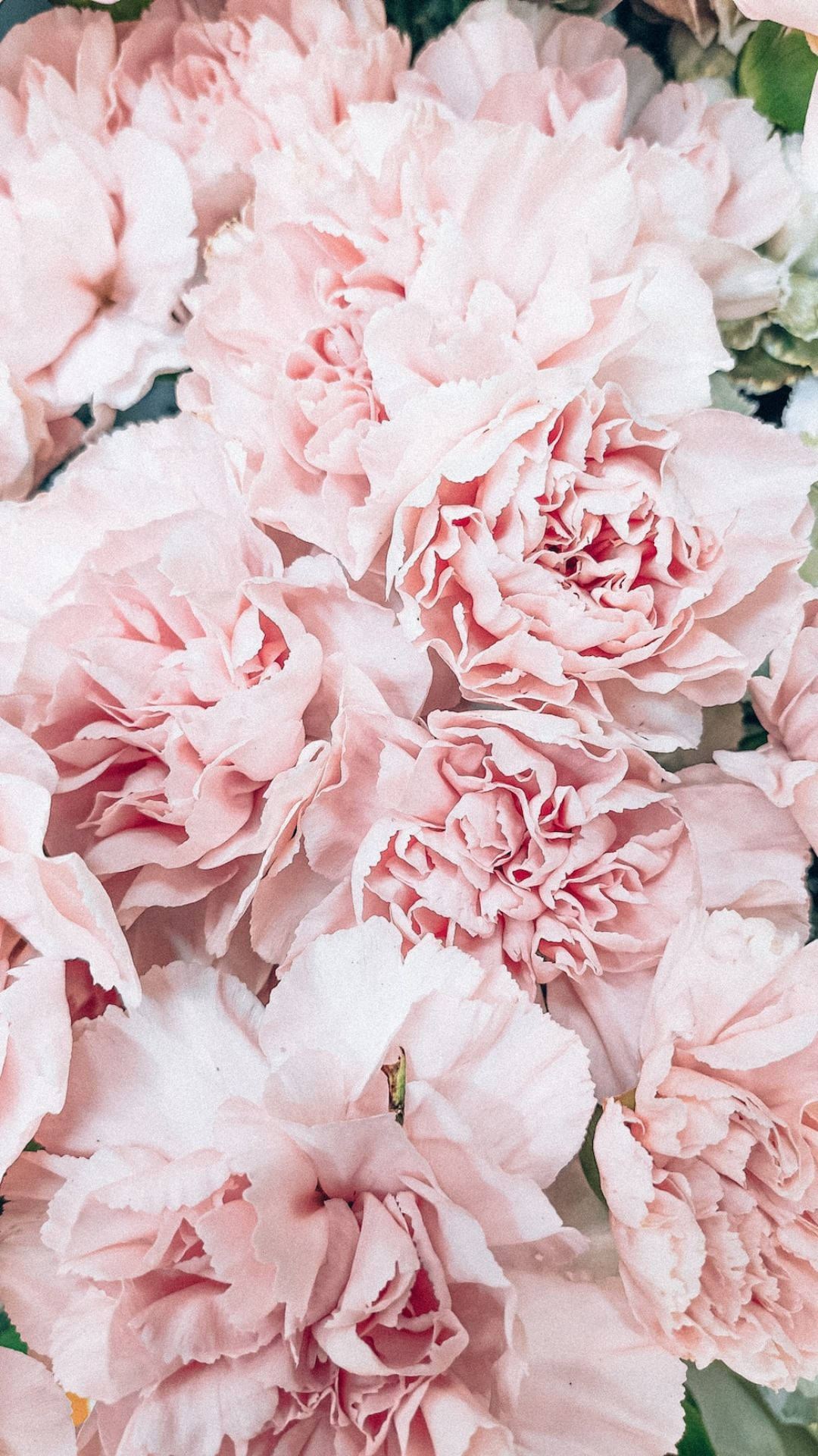 Estetiese Pienk Blomme Muurpapier