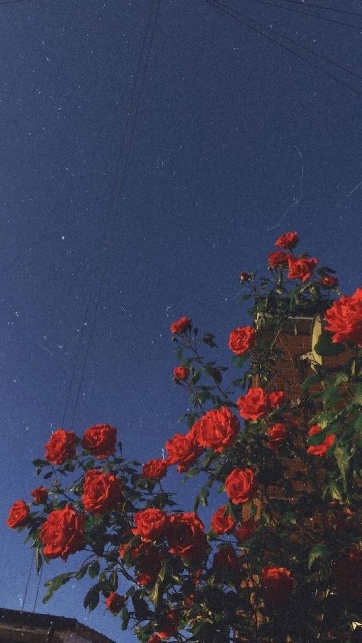 Estetiese Rooi Rose iPhone Muurpapier
