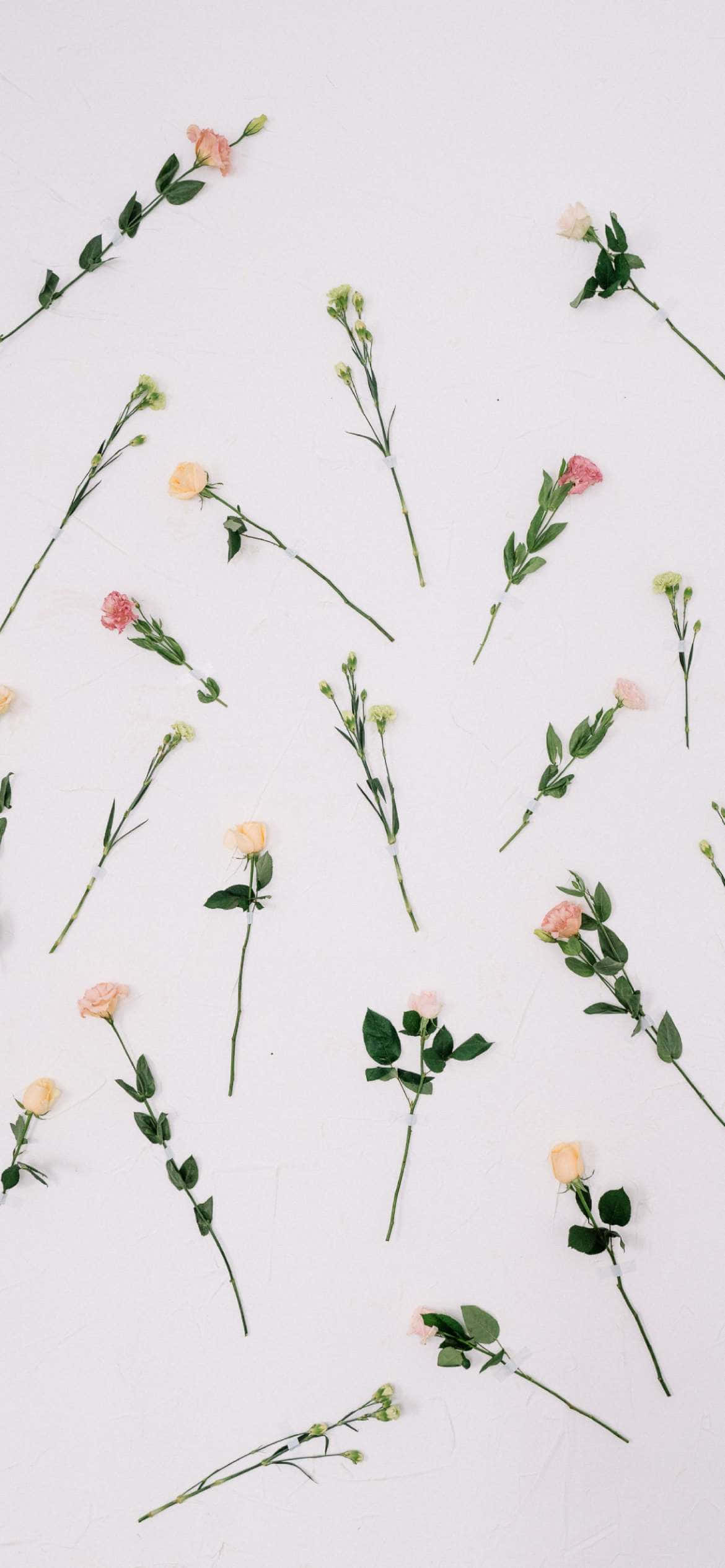 Estetiese Valentynsdag Lieflike Rose Muurpapier